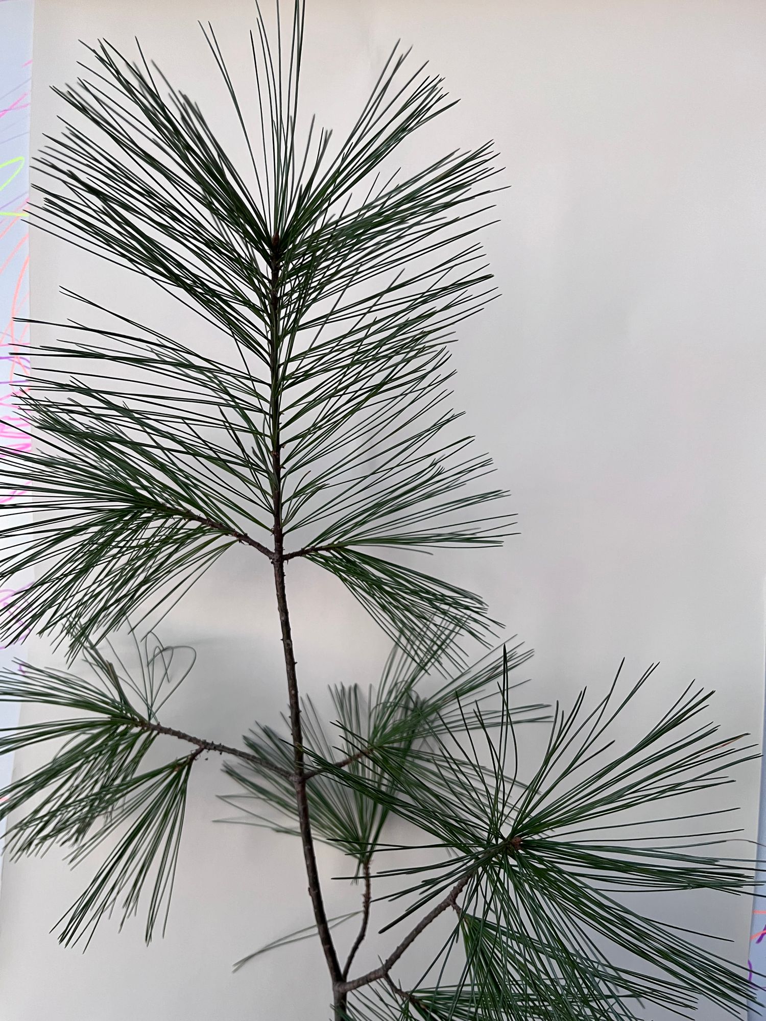 PINUS strobus