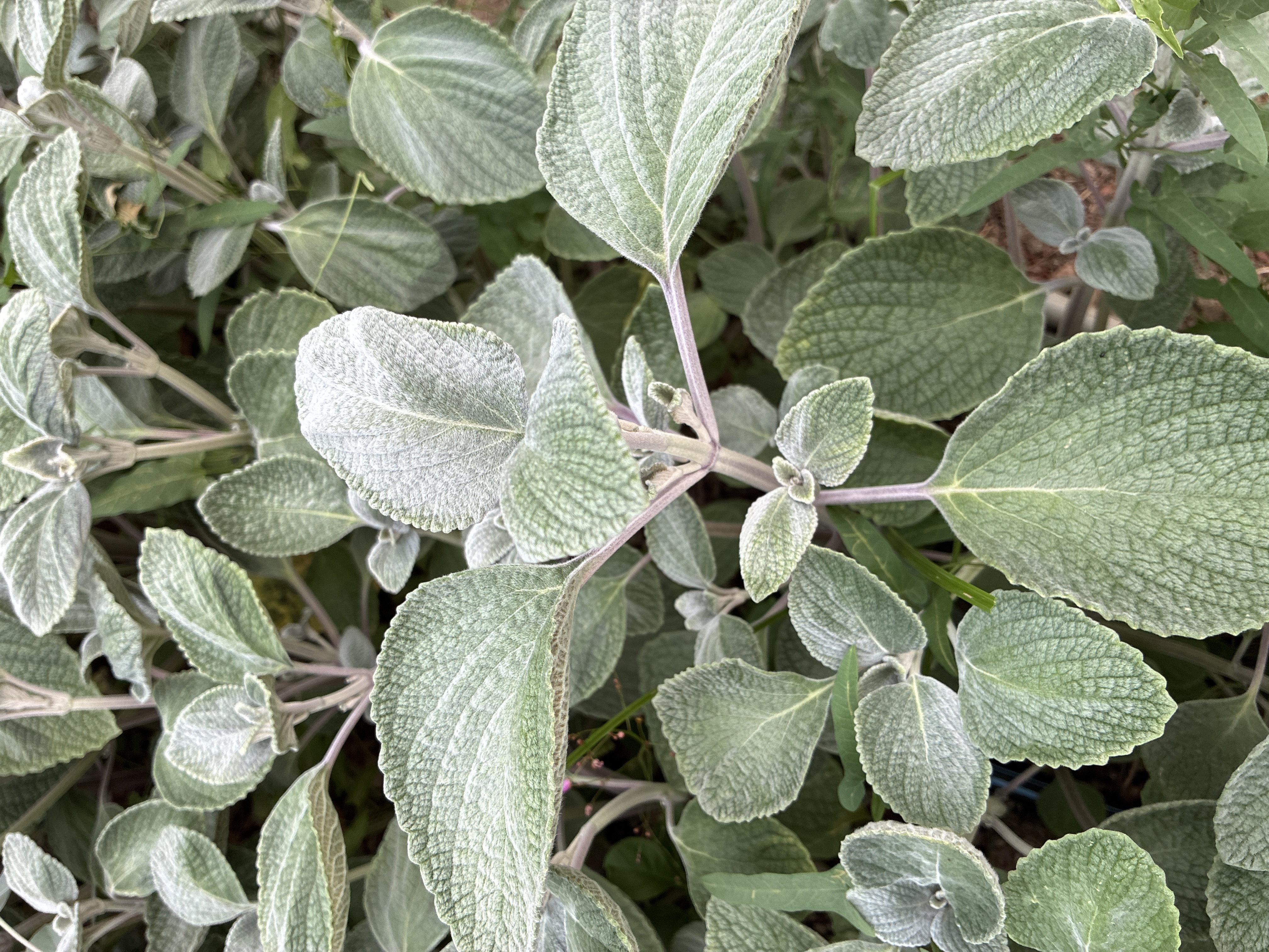 PLECTRANTHUS argentatus