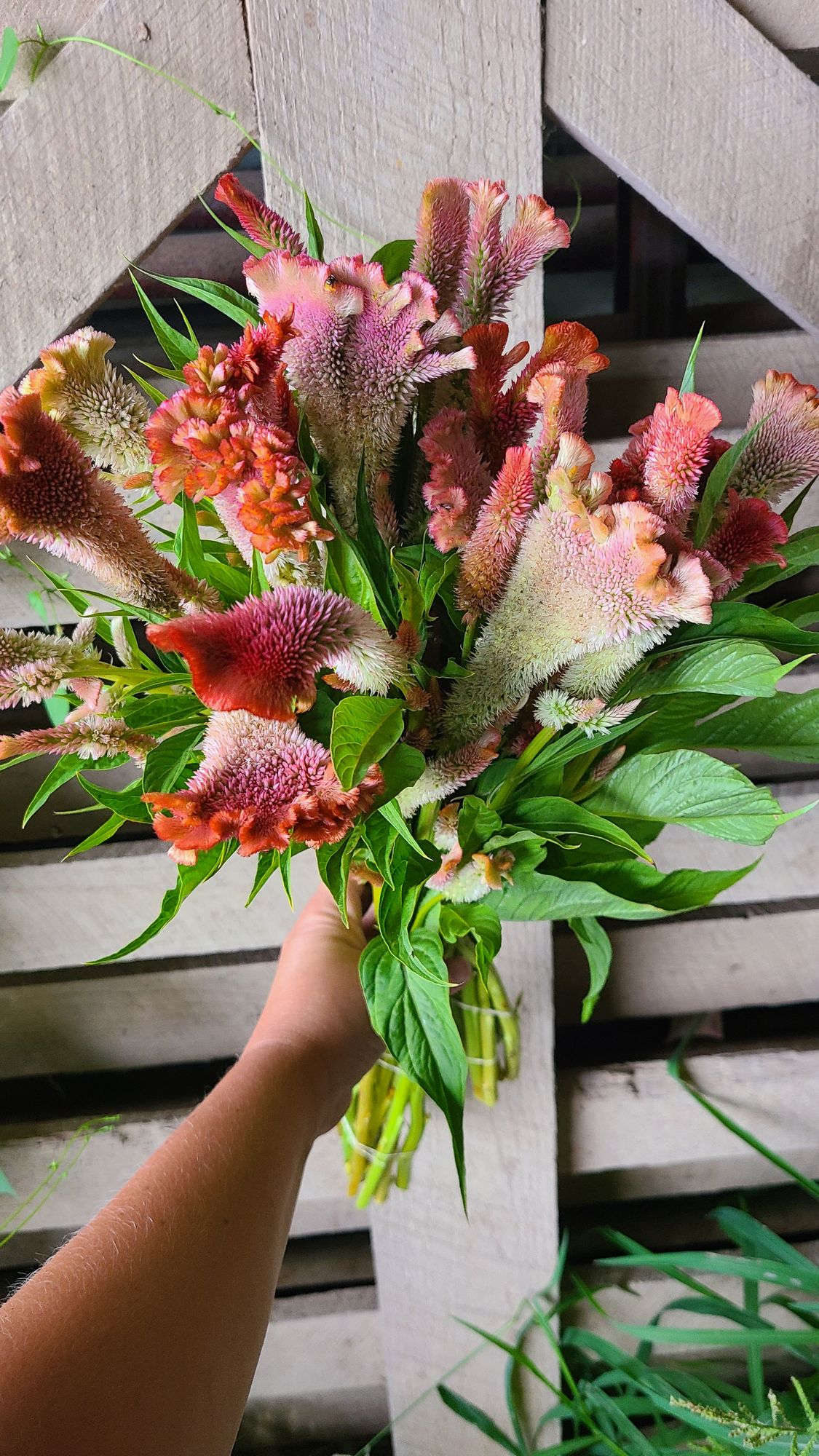 CELOSIA argentea var. plumosa Coral Reef