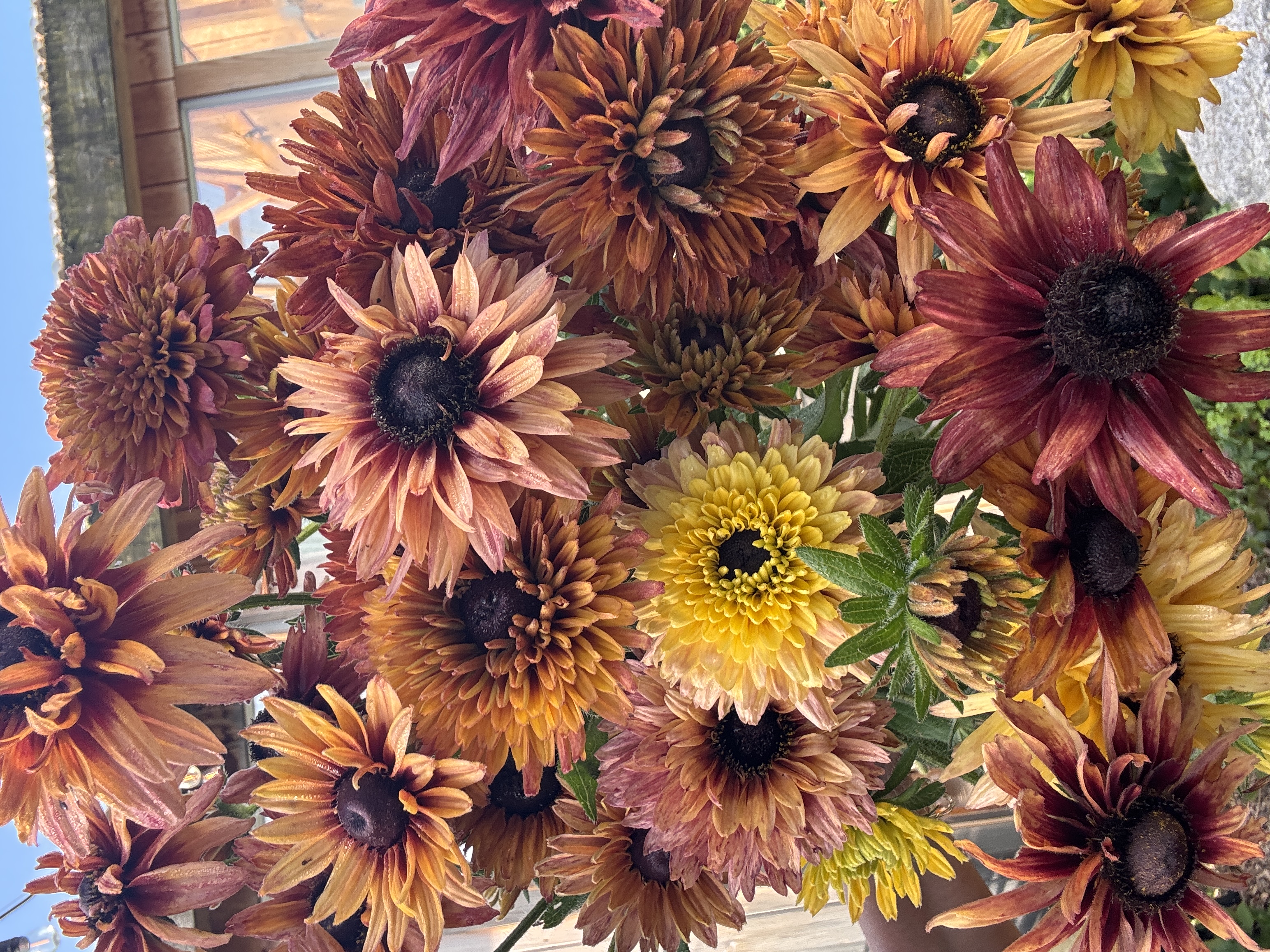 RUDBECKIA hirta Sahara