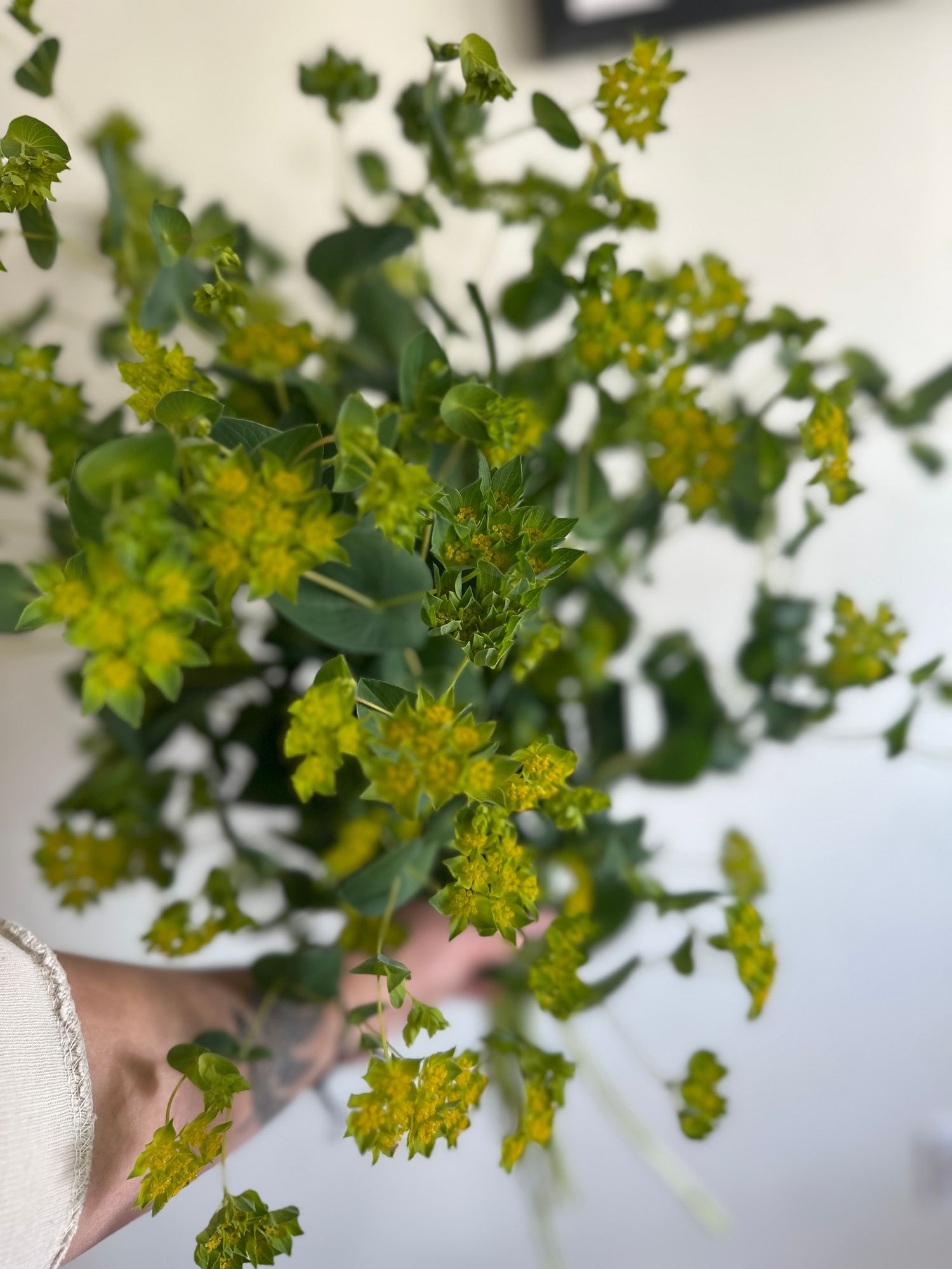 BUPLEURUM griffithii Green Gold