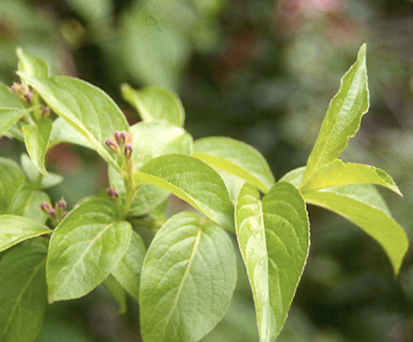 WEIGELA