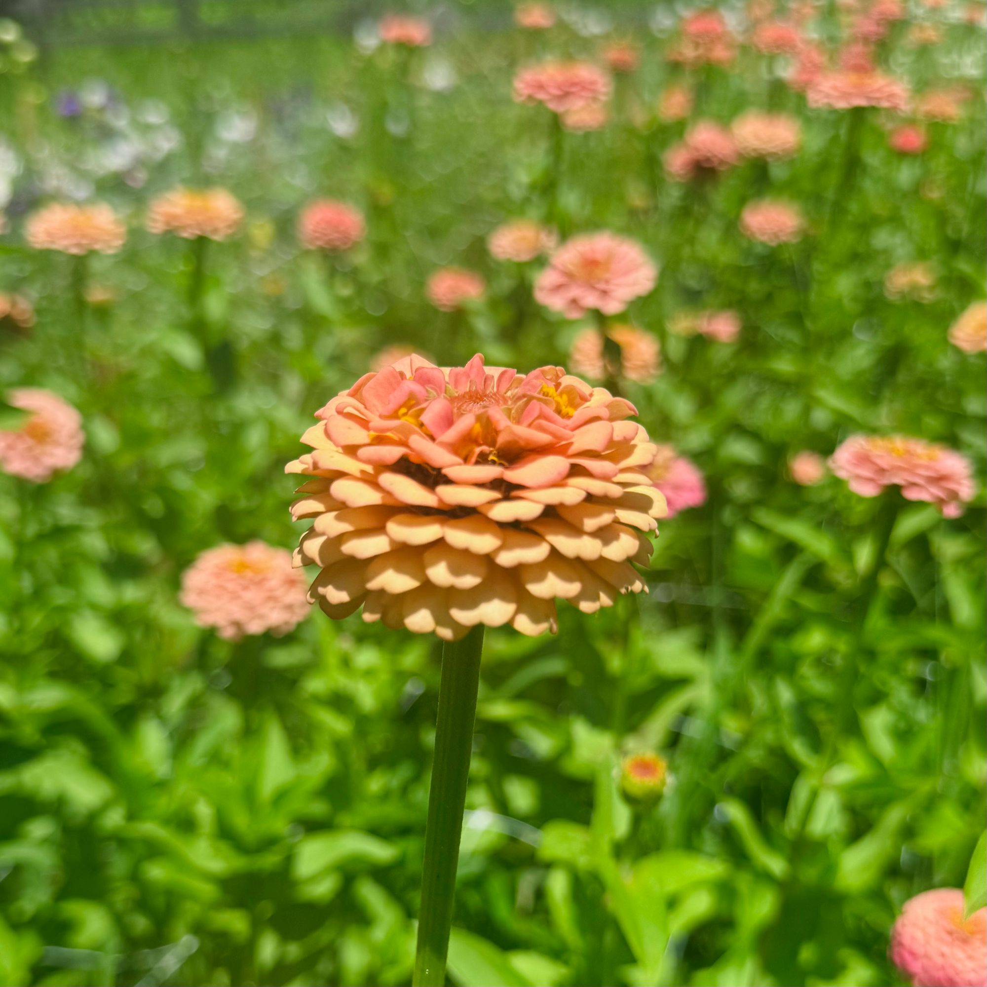 ZINNIA elegans Oklahoma Salmon