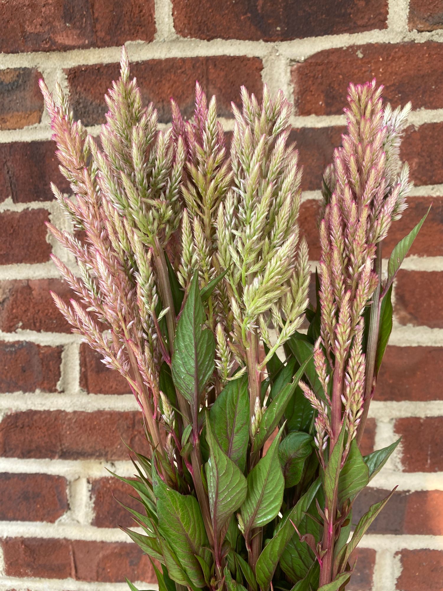 CELOSIA argentea var. plumosa Texas Plume Vintage Rose