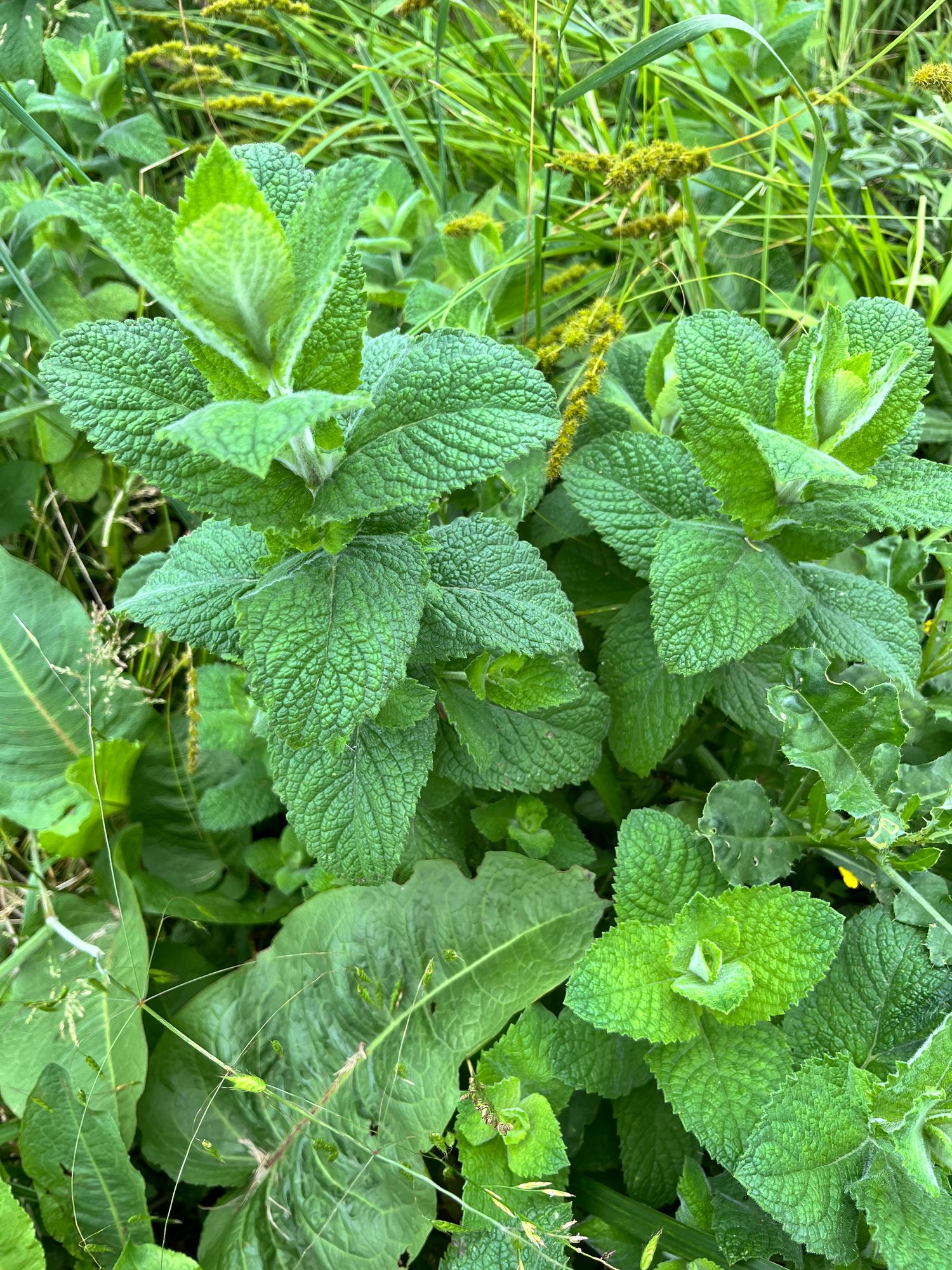 MENTHA suaveolens