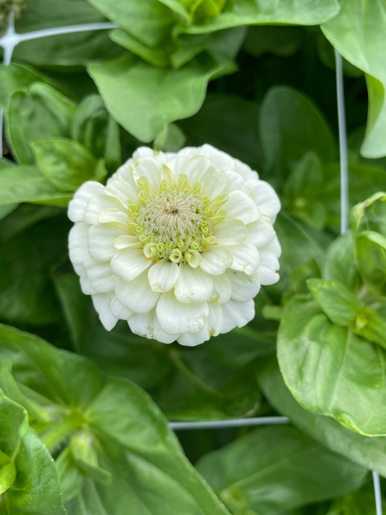 ZINNIA elegans Oklahoma White