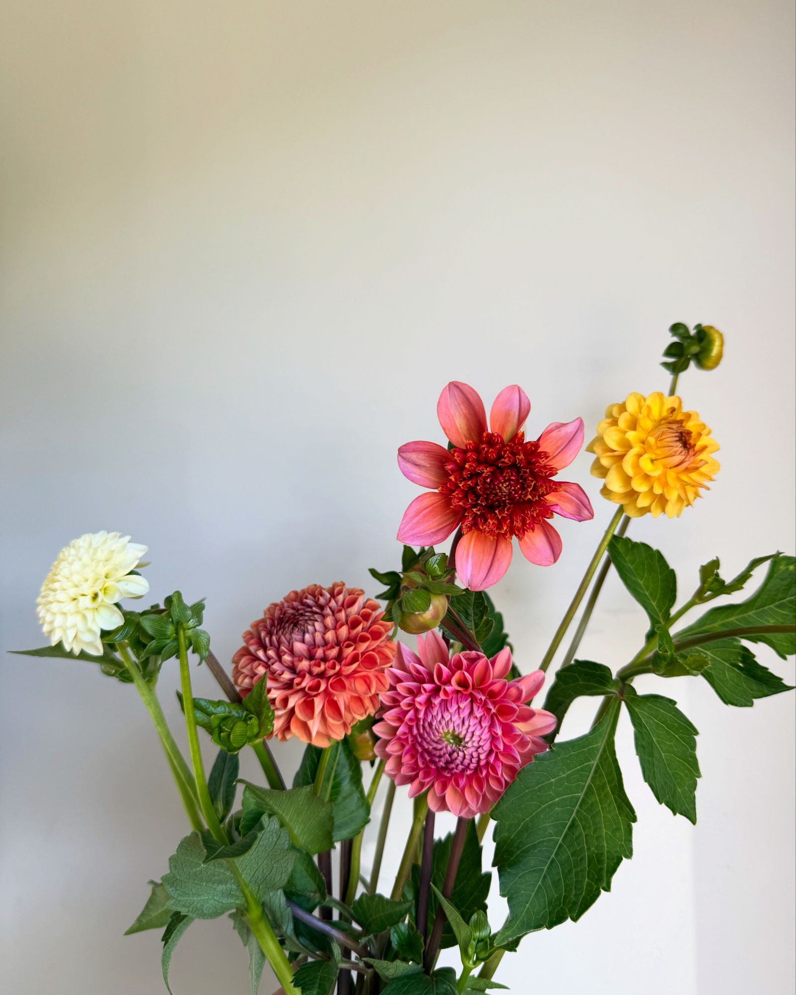 DAHLIA