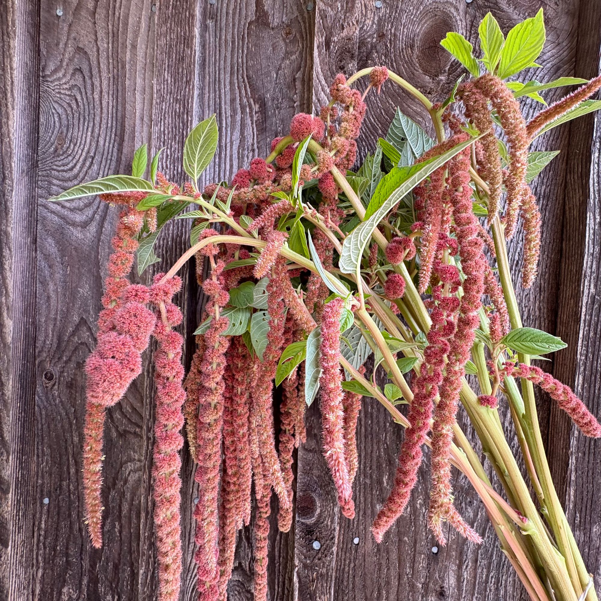 AMARANTHUS caudatus Coral Fountains