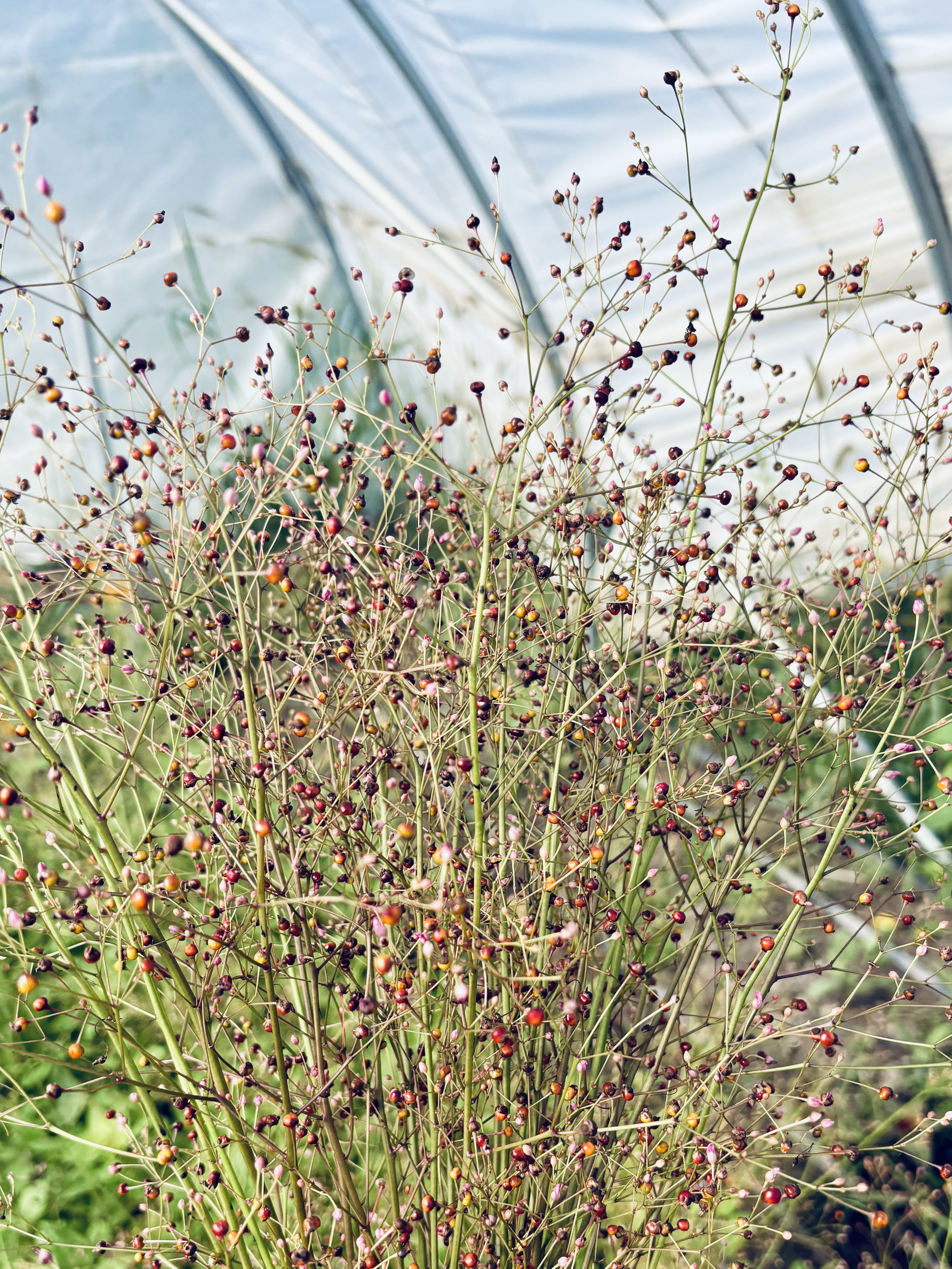 TALINUM paniculatum
