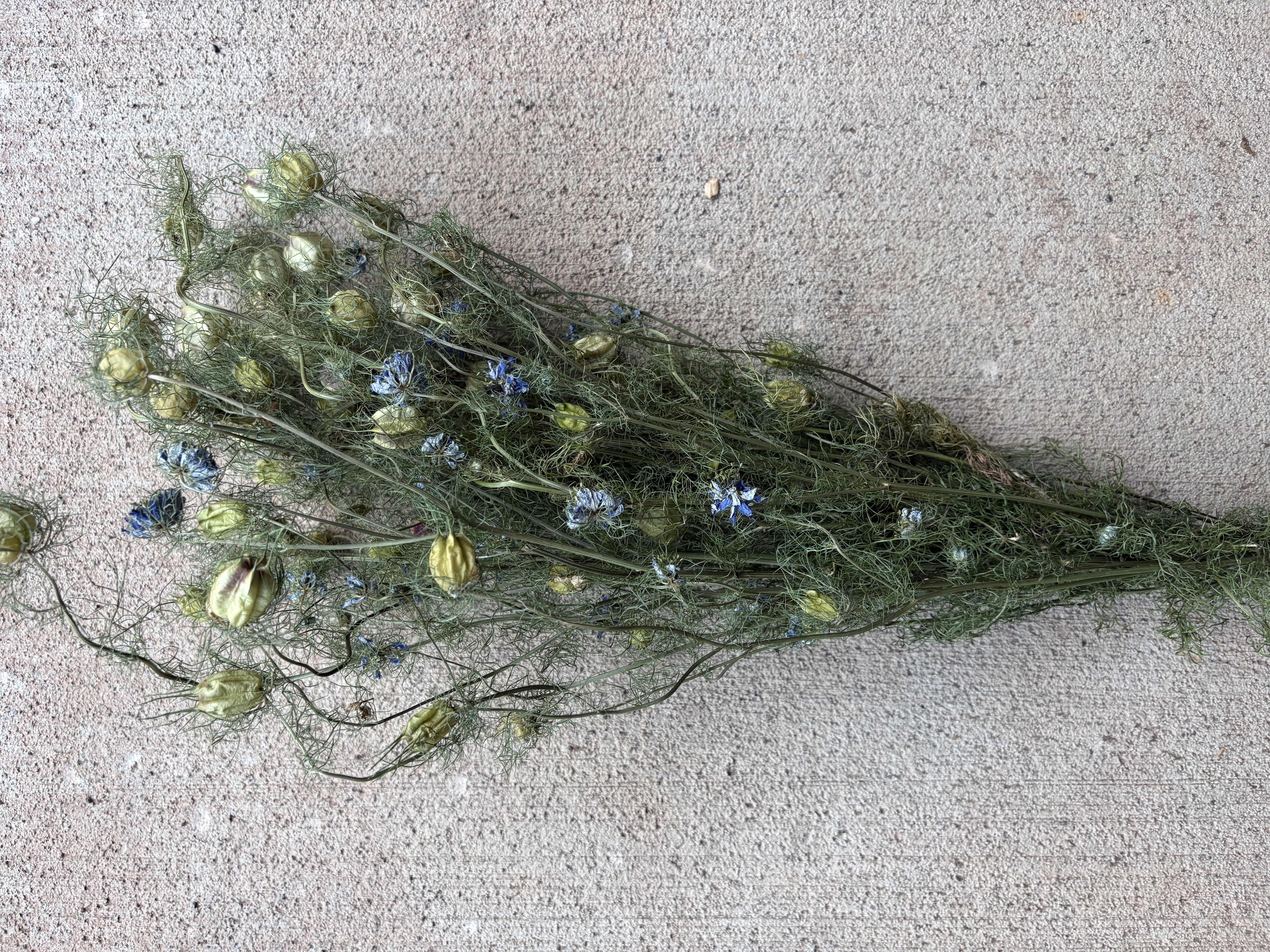 NIGELLA damascena Miss Jekyll