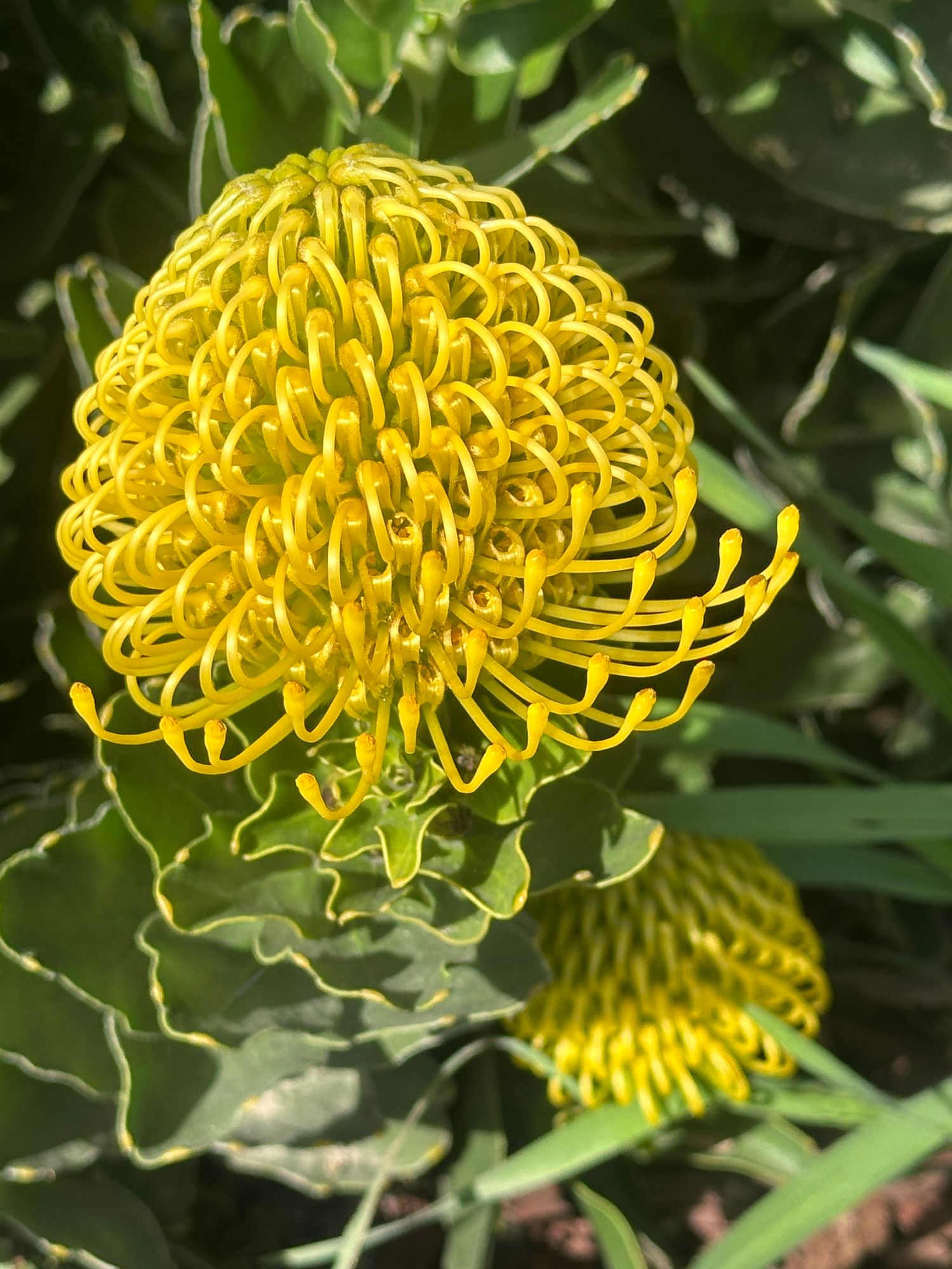 LEUCOSPERMUM x High Gold