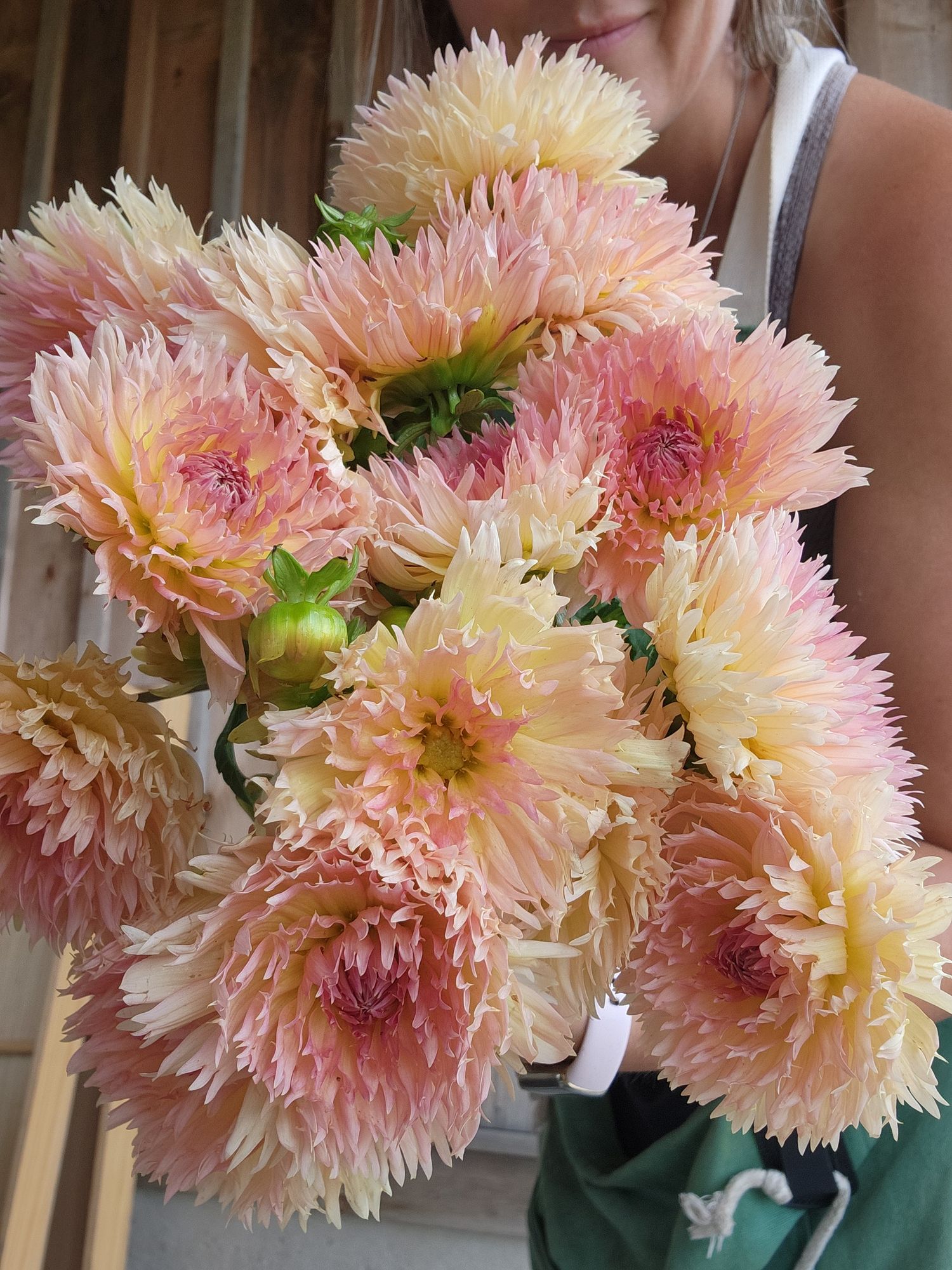 DAHLIA Peach Fuzz