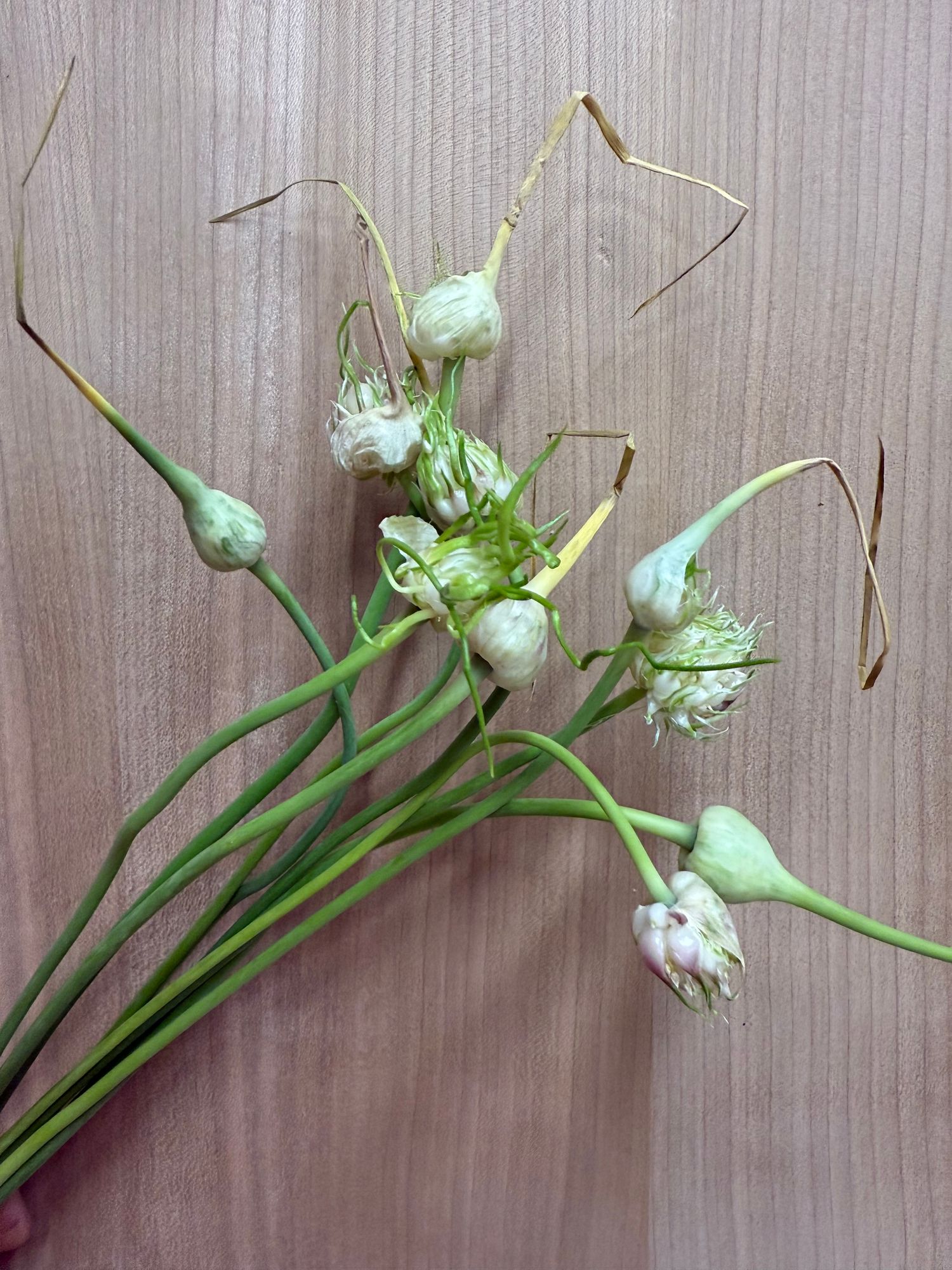 ALLIUM sativum var. ophioscorodon