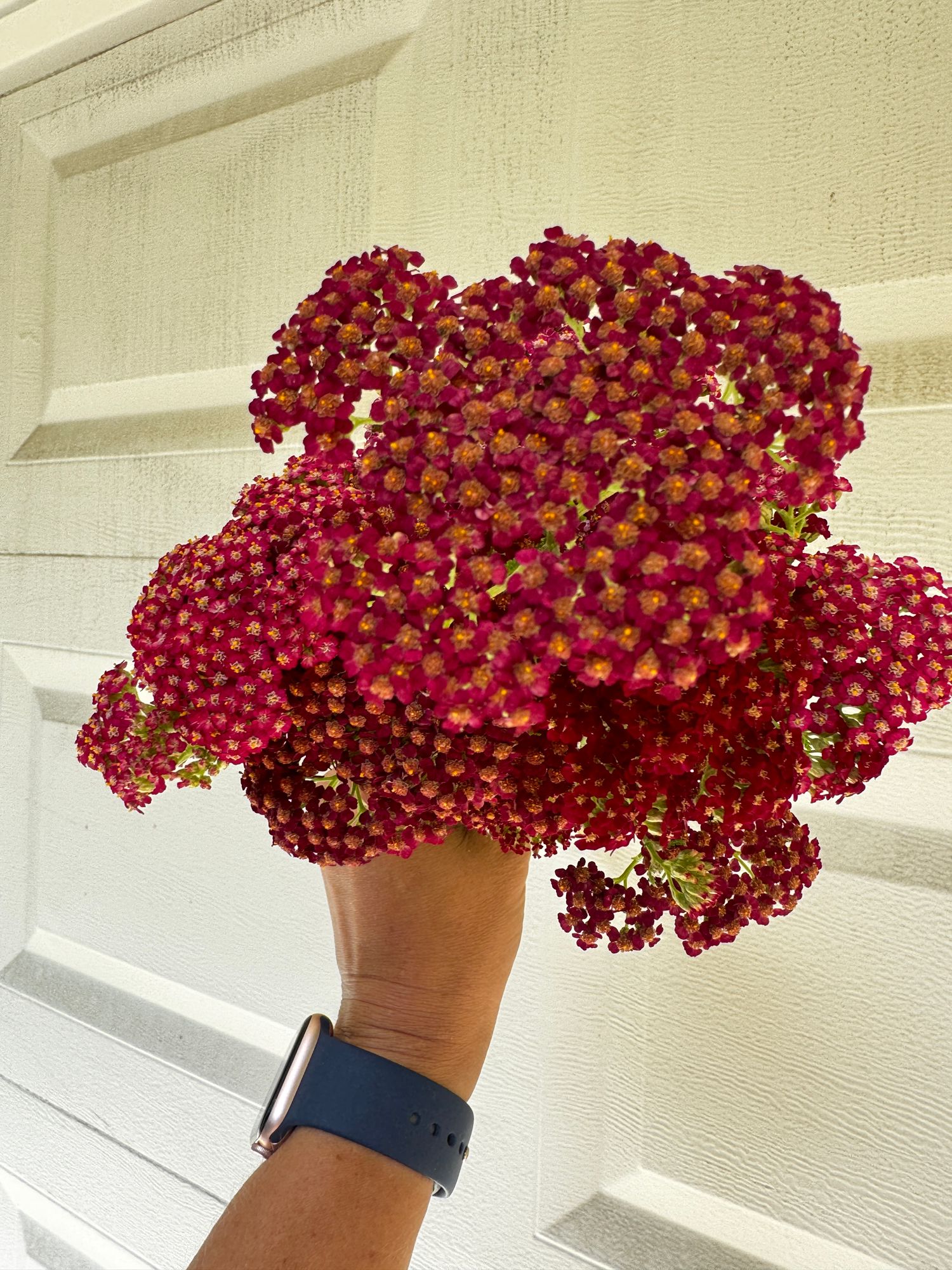 ACHILLEA millefolium Summer Berries