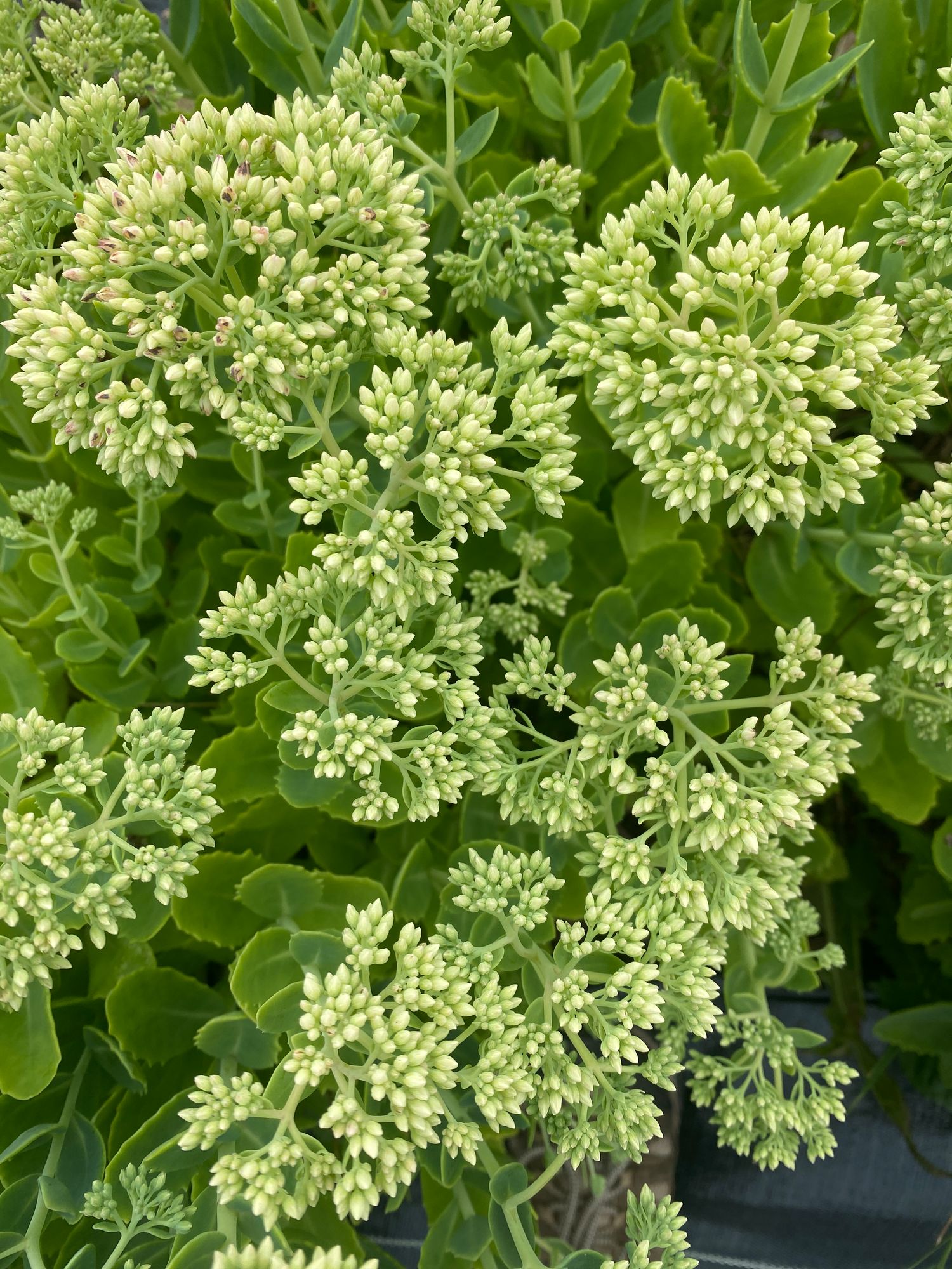 HYLOTELEPHIUM spectabile Autumn Joy