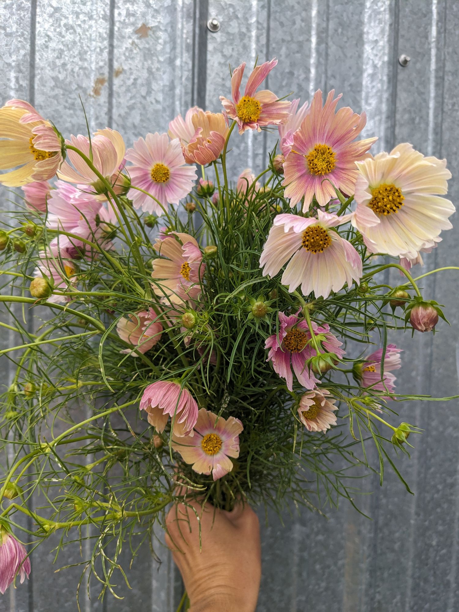 COSMOS bipinnatus Apricot Lemonade