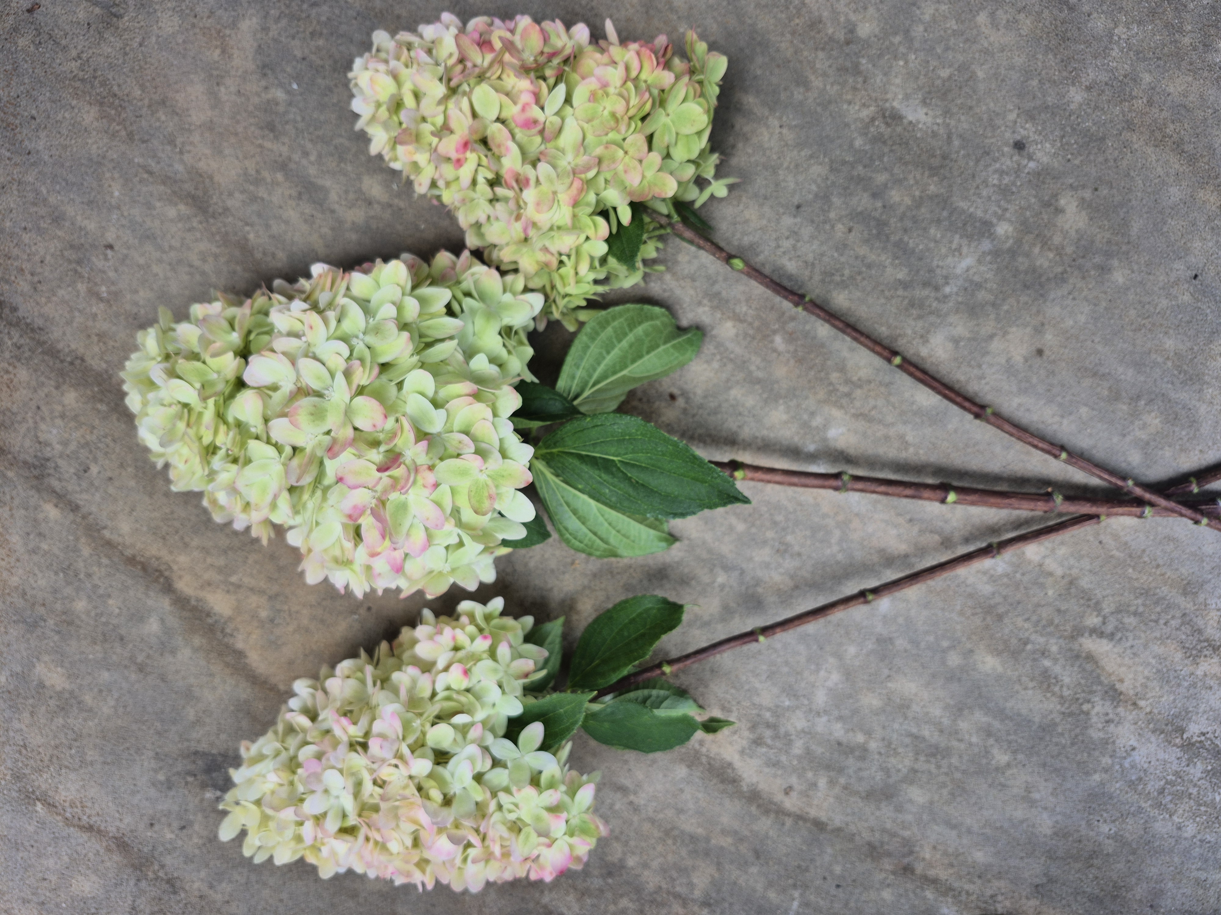 HYDRANGEA paniculata Limelight Prime
