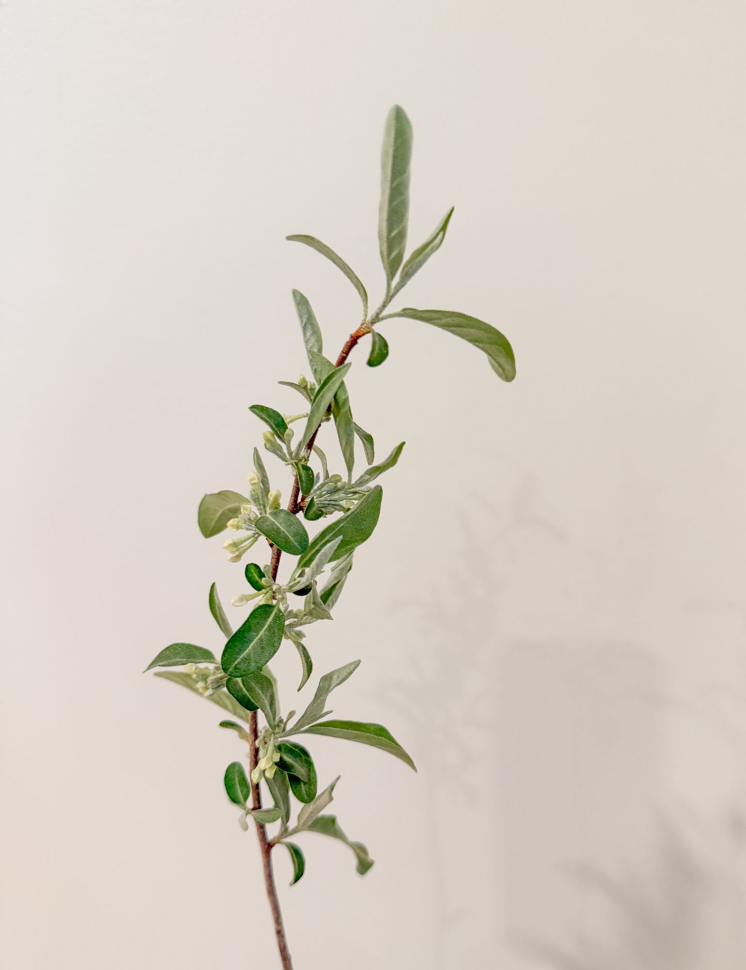 ELAEAGNUS umbellata