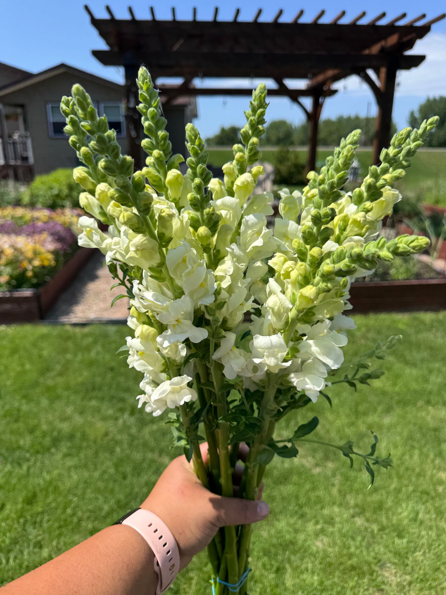 ANTIRRHINUM majus