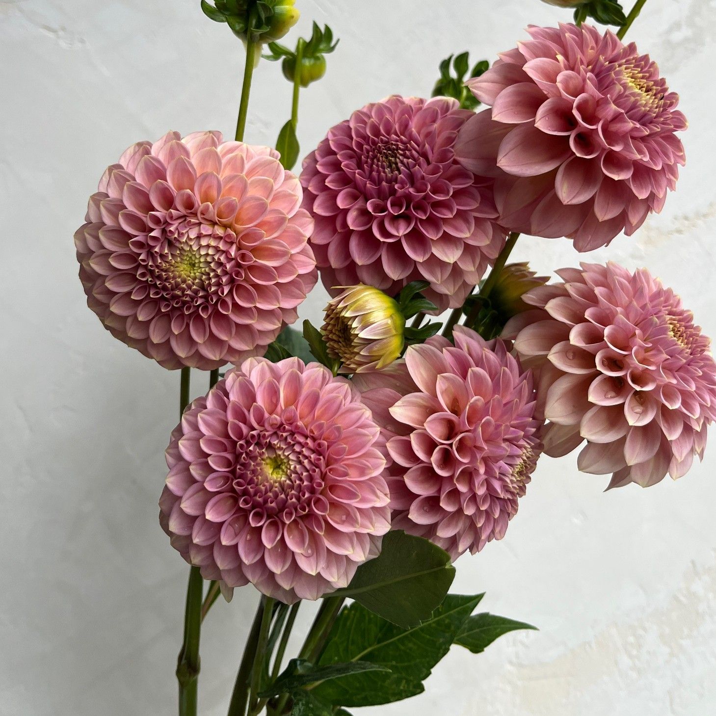 DAHLIA Rock Run Ashley