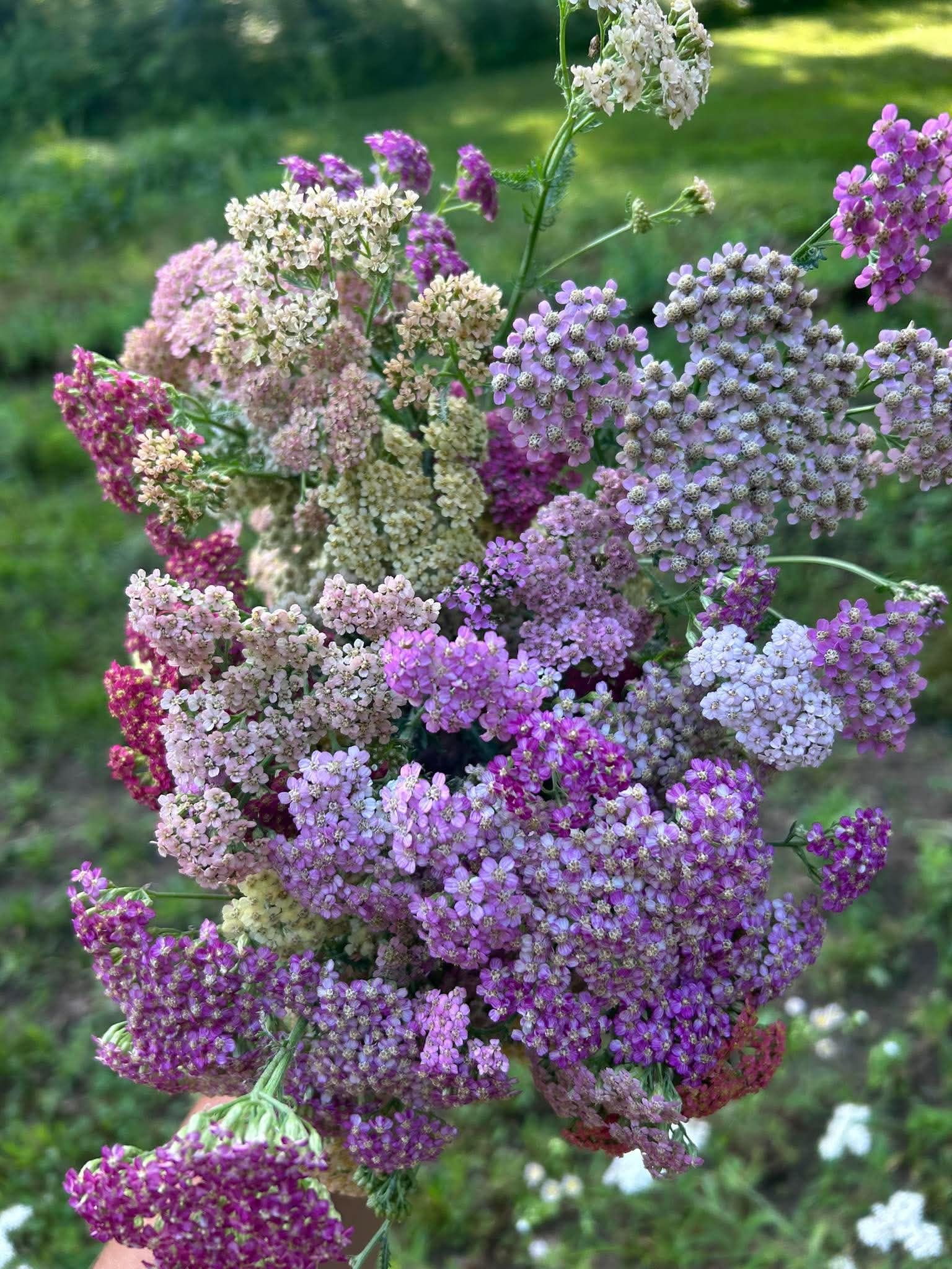 ACHILLEA millefolium Summer Pastels