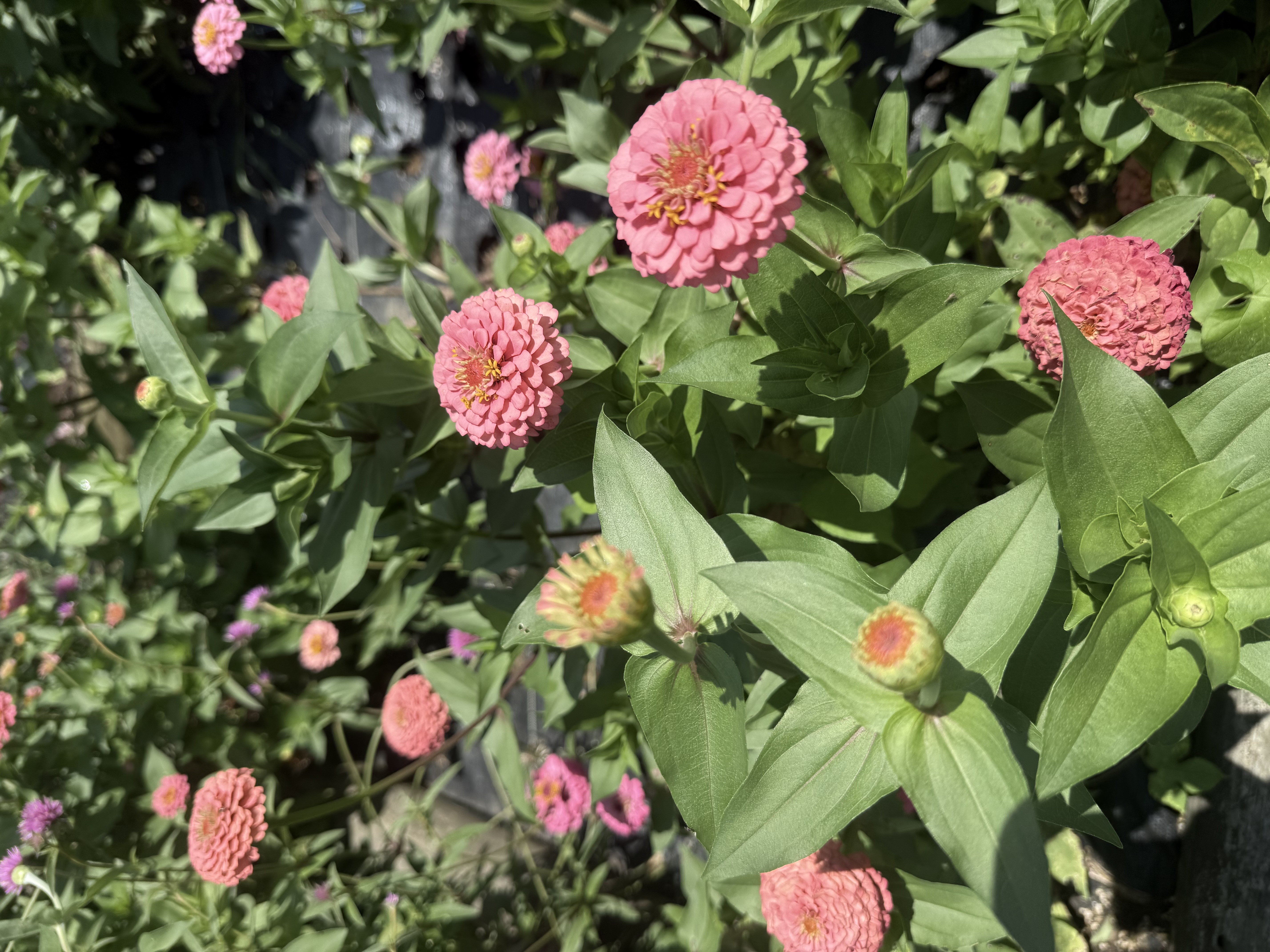 ZINNIA elegans Oklahoma Salmon