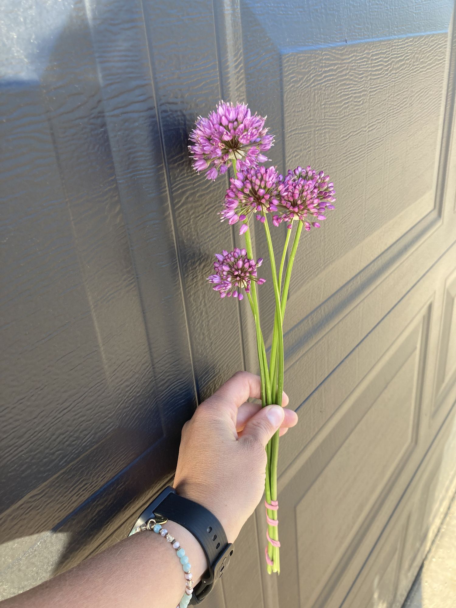 ALLIUM sphaerocephalon
