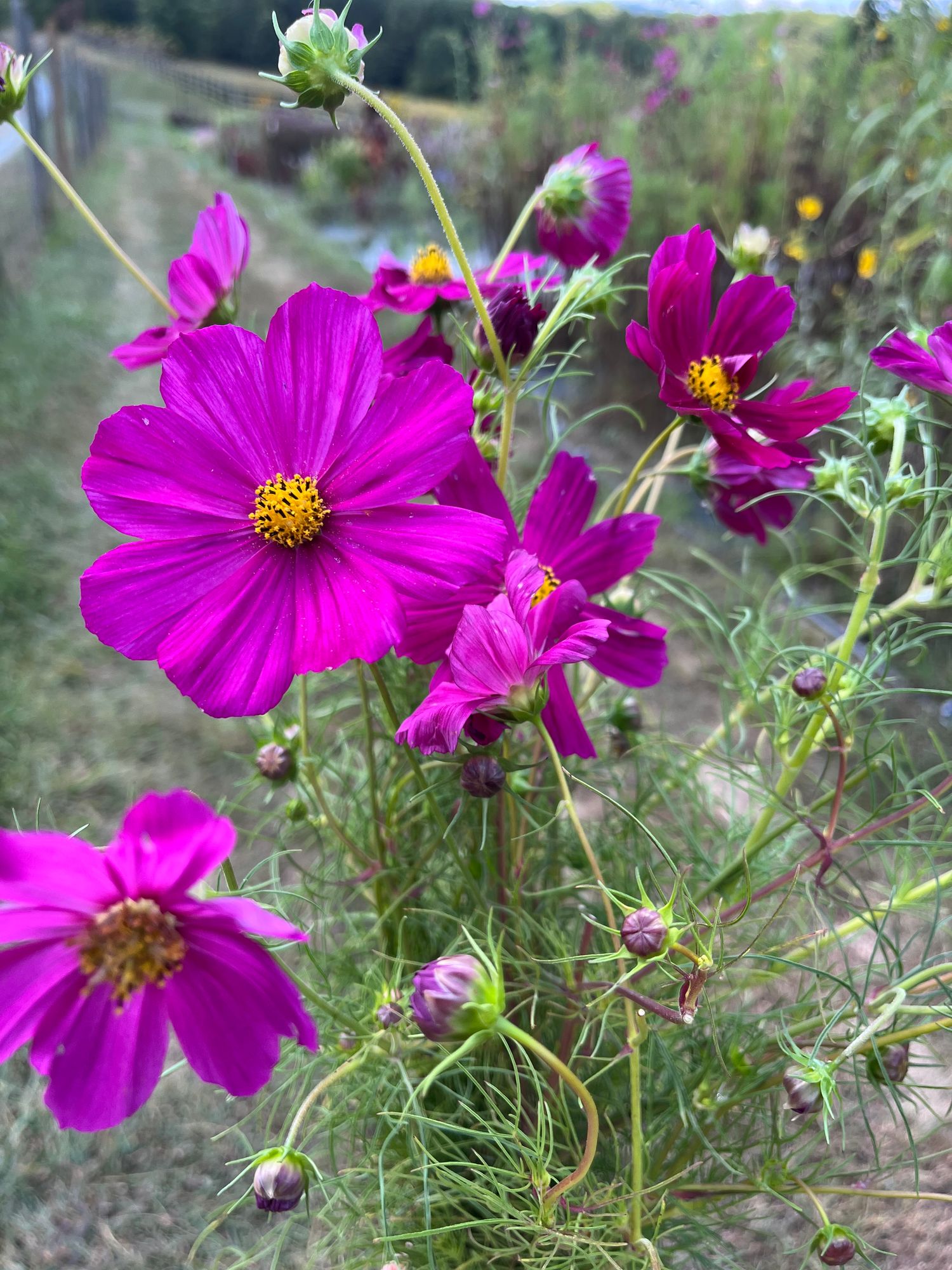COSMOS bipinnatus Sensation Dazzler