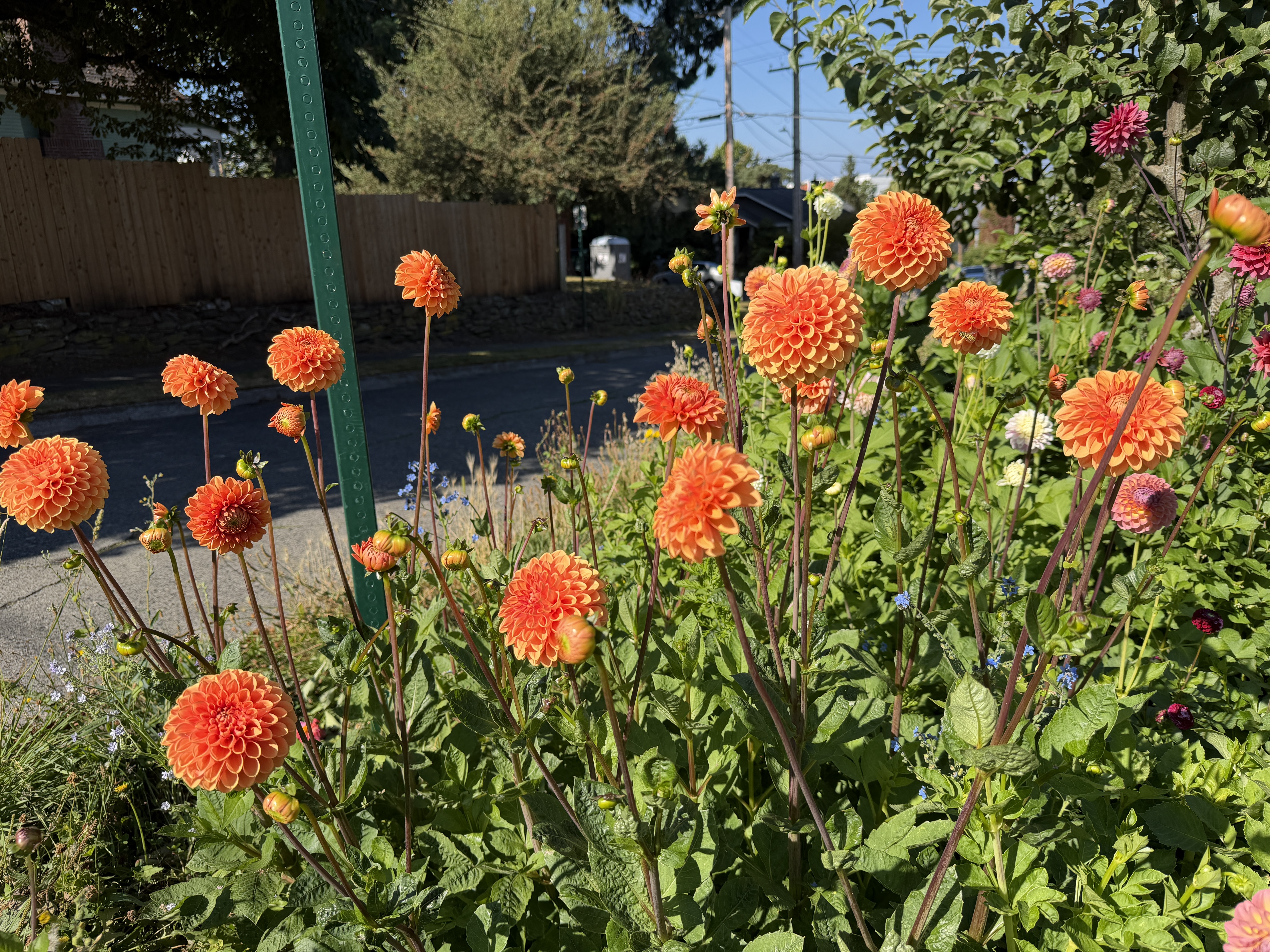 DAHLIA