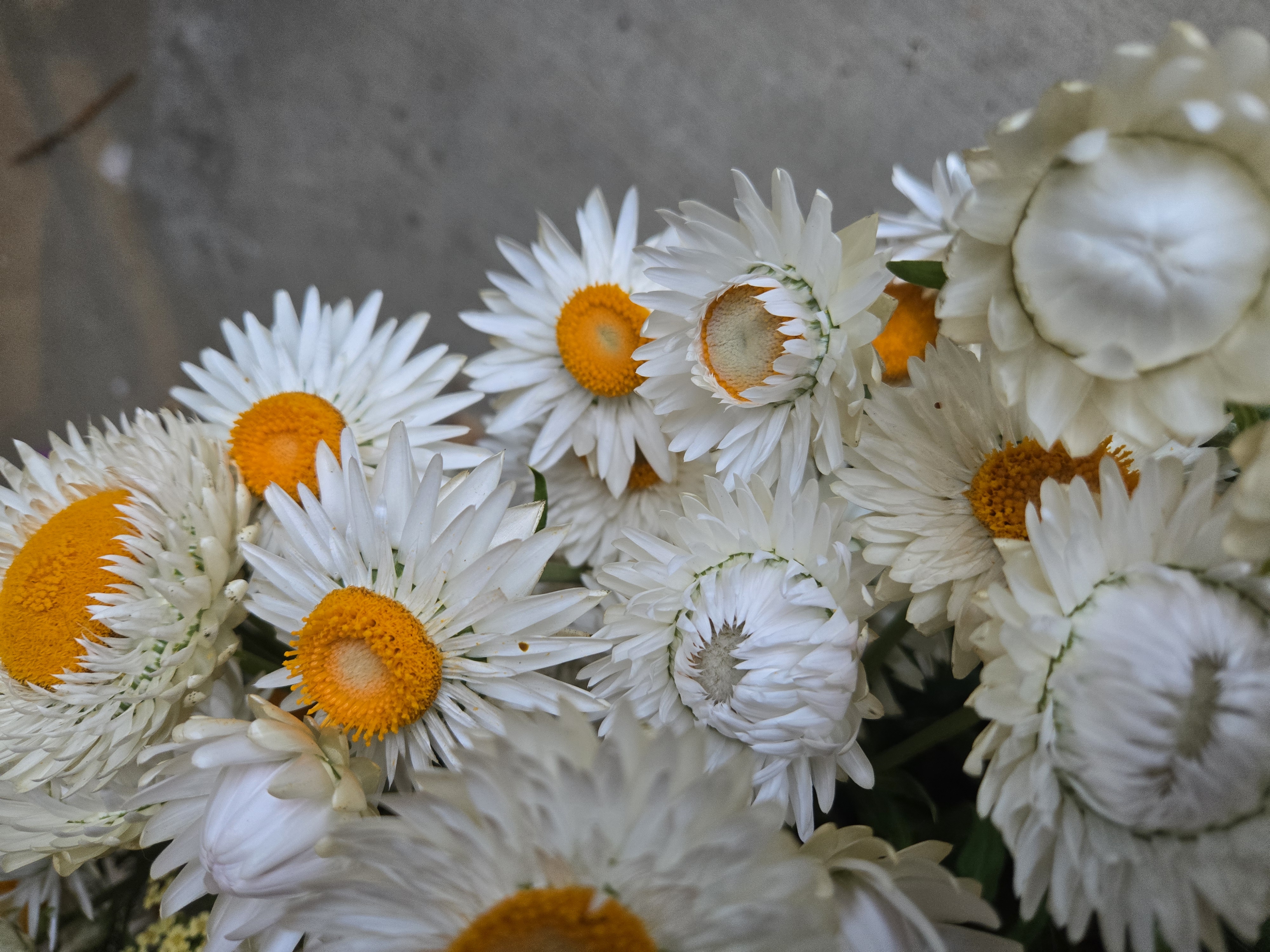 XEROCHRYSUM bracteatum King Size