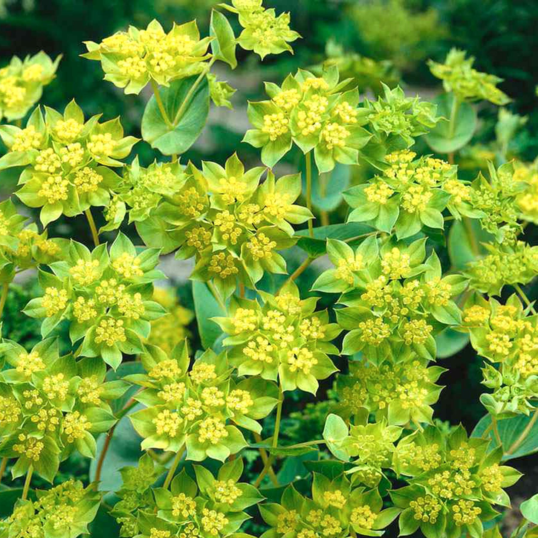 BUPLEURUM griffithii Green Gold