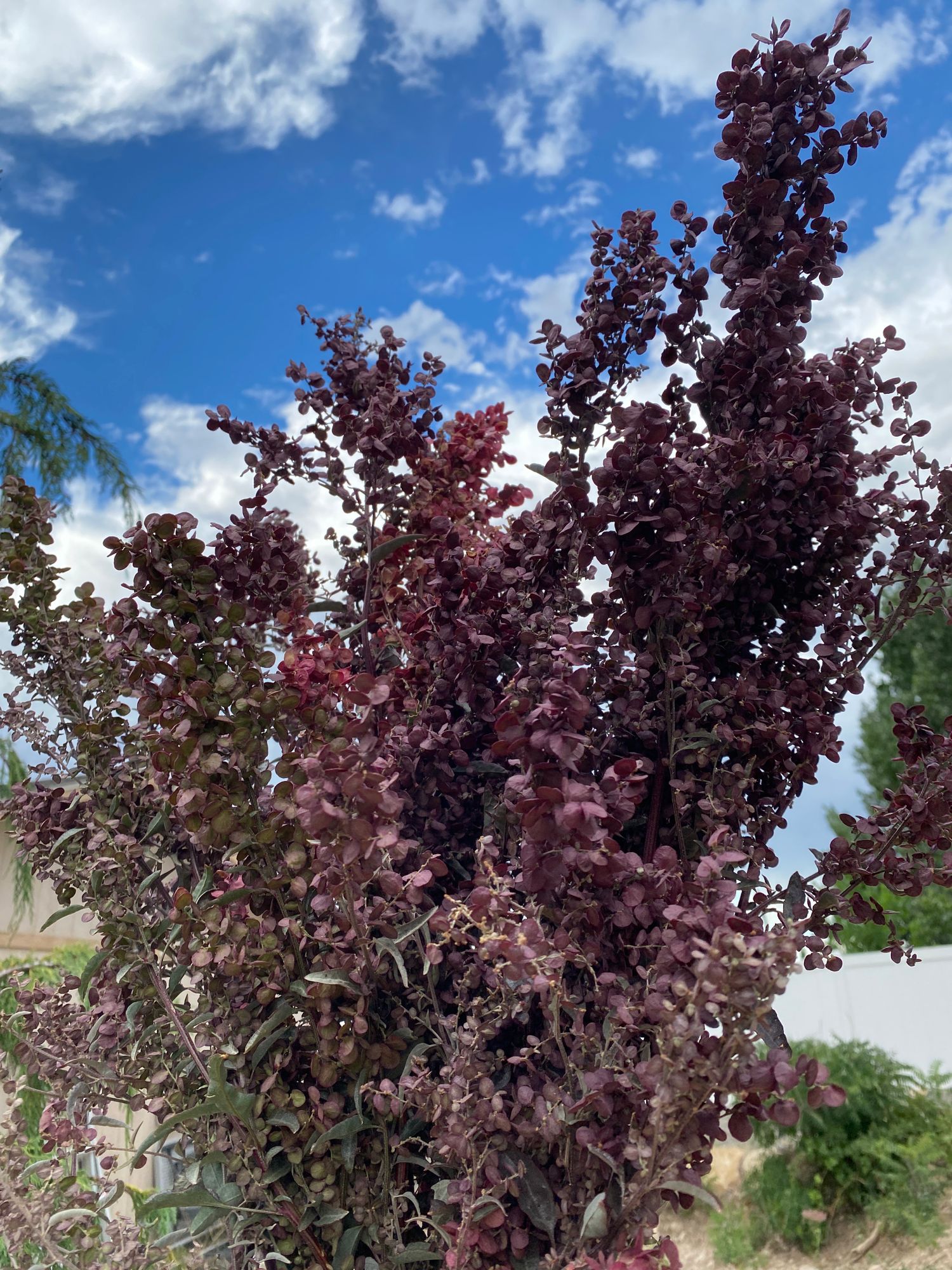 ATRIPLEX hortensis rubra