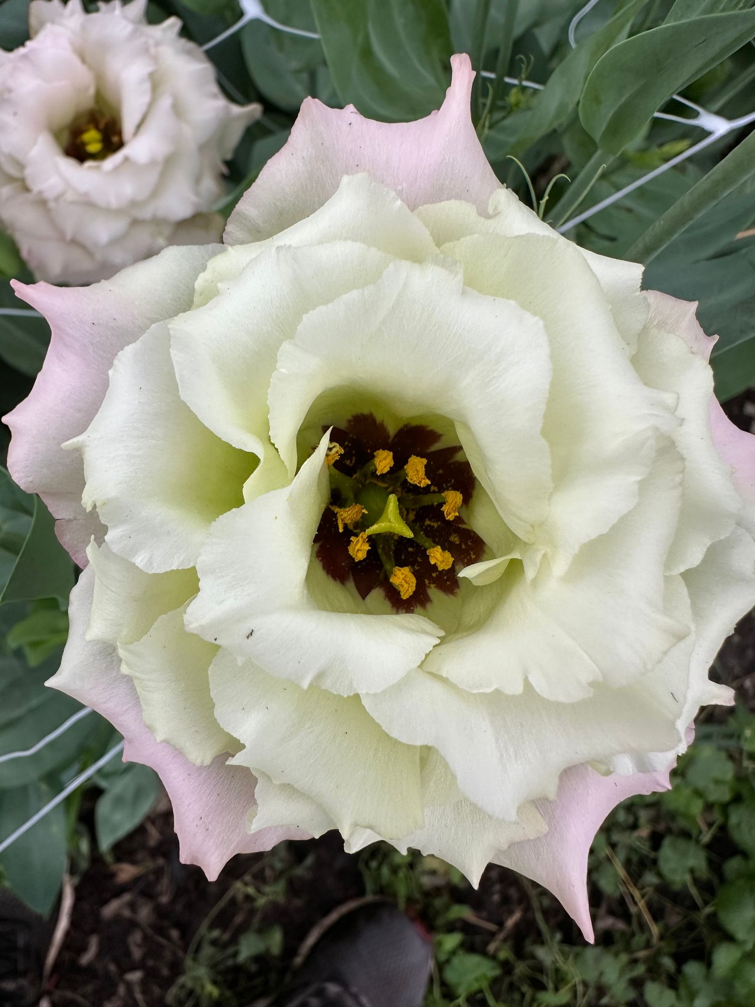 EUSTOMA grandiflorum Celeb Beige Neo