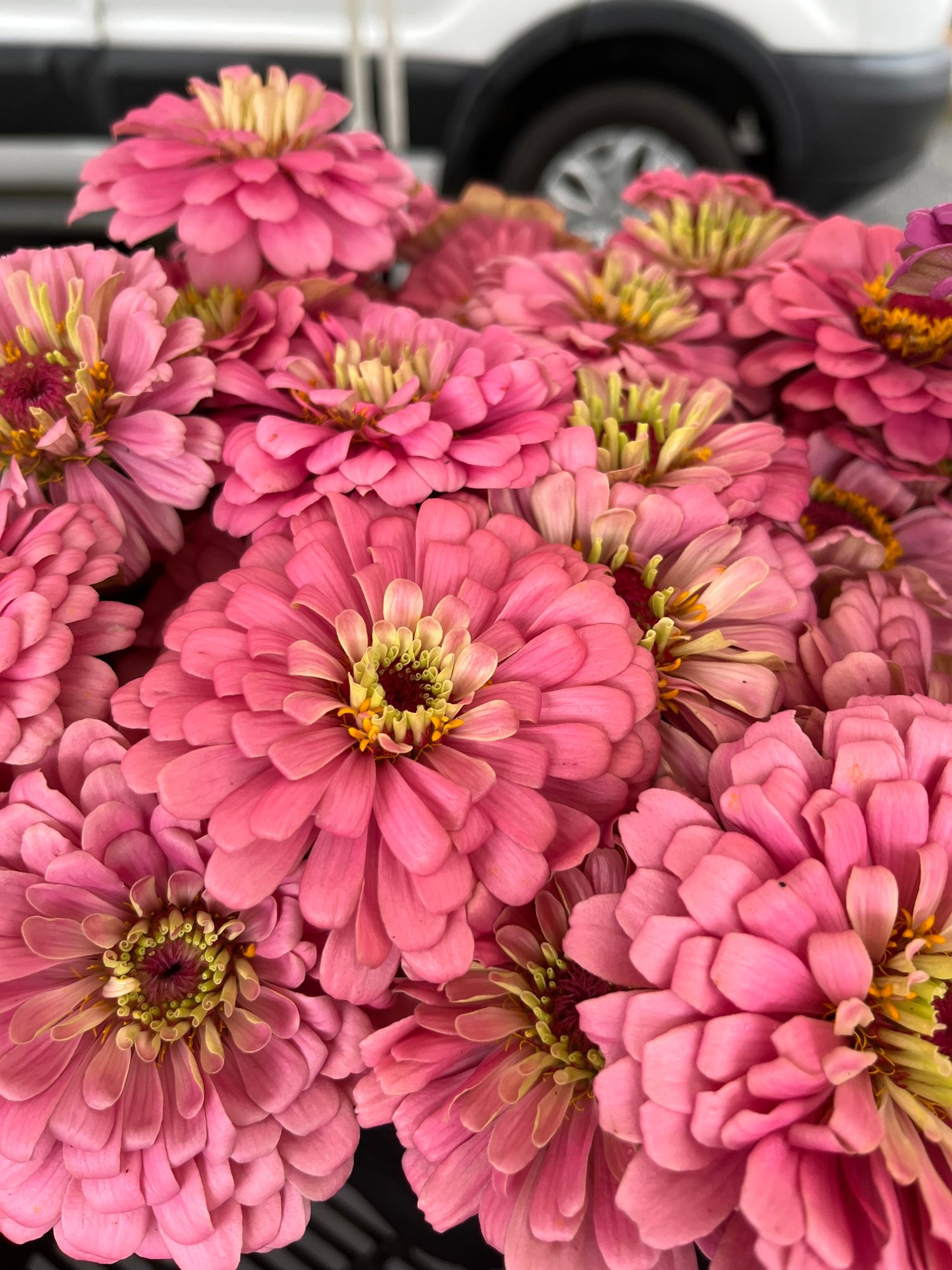 ZINNIA elegans Benarys Giant