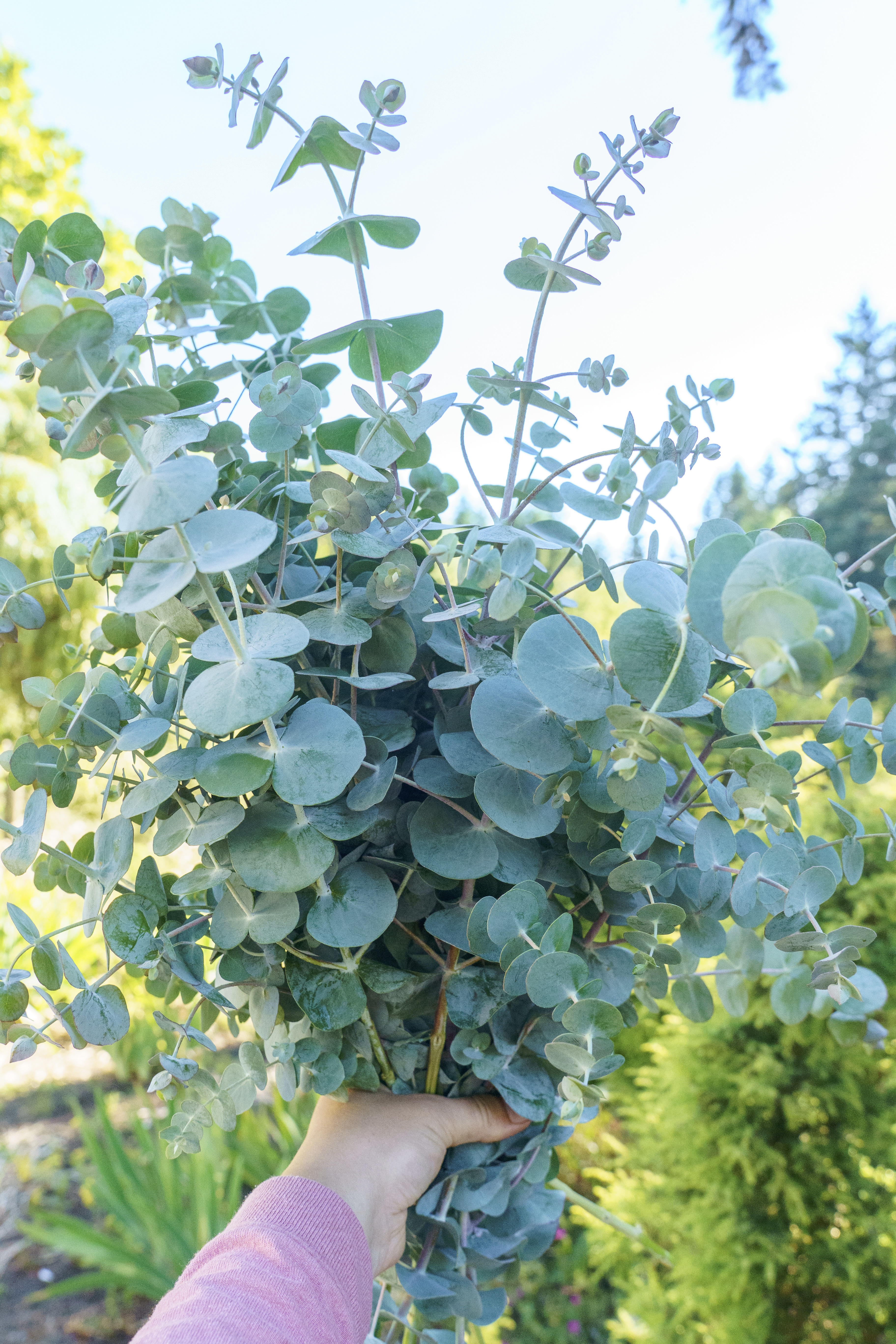 EUCALYPTUS pulverulenta
