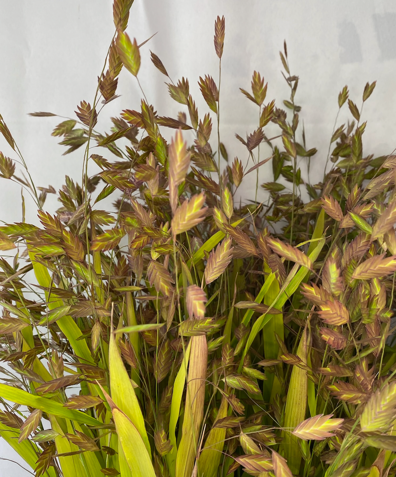 CHASMANTHIUM latifolium