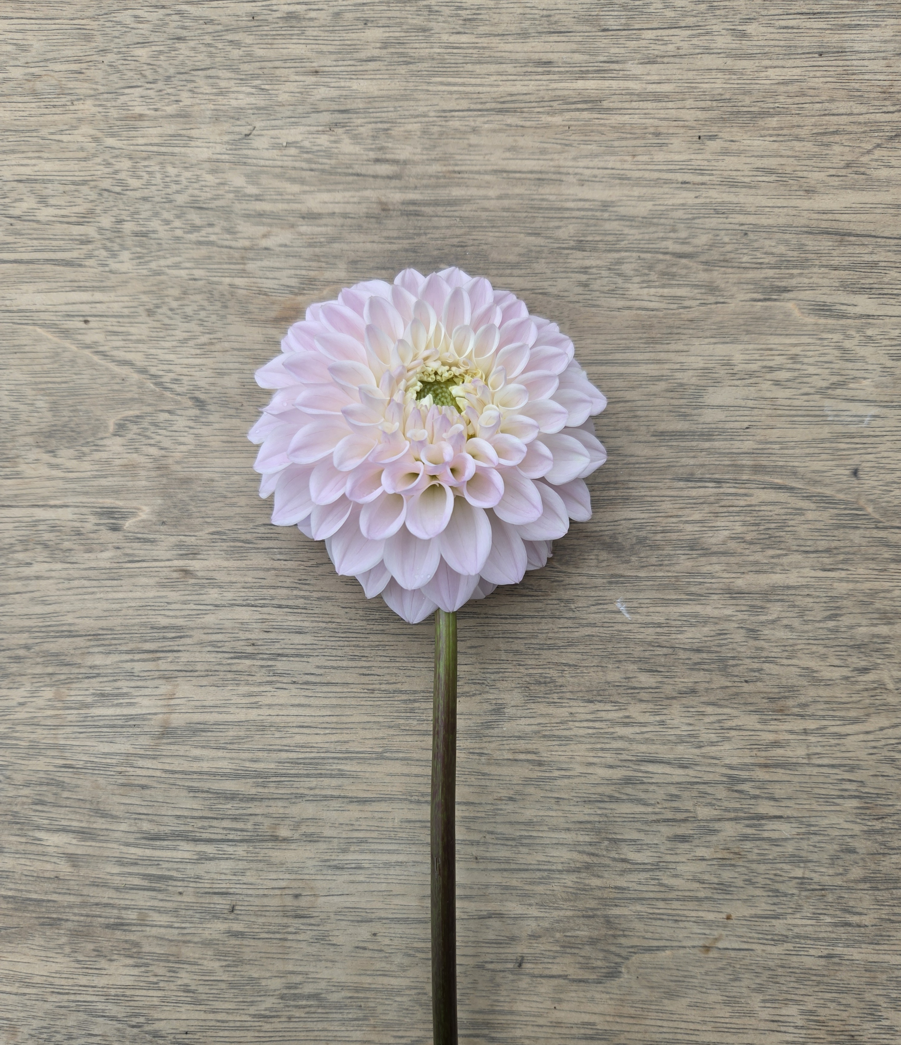 DAHLIA Decorative