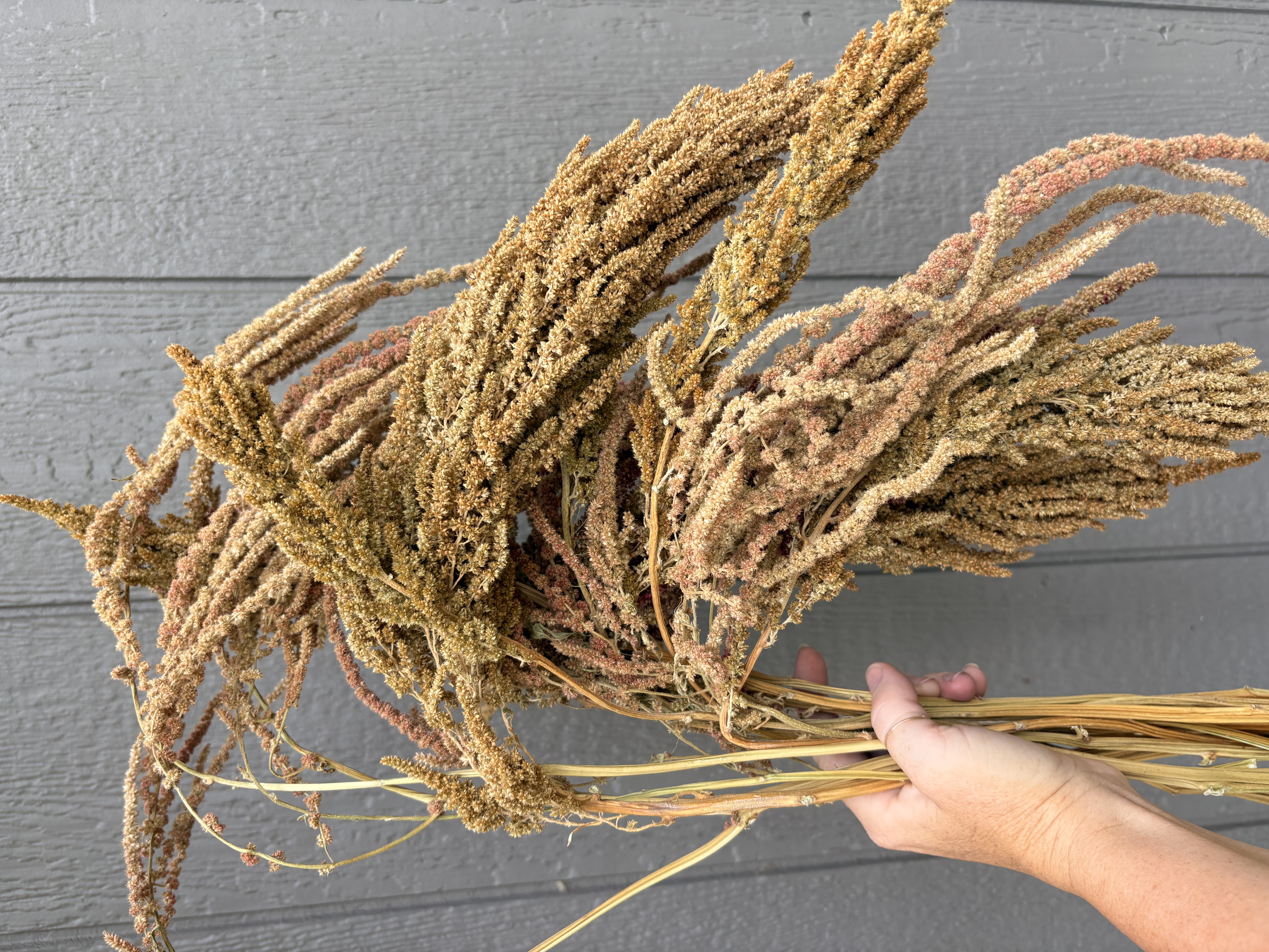 AMARANTHUS