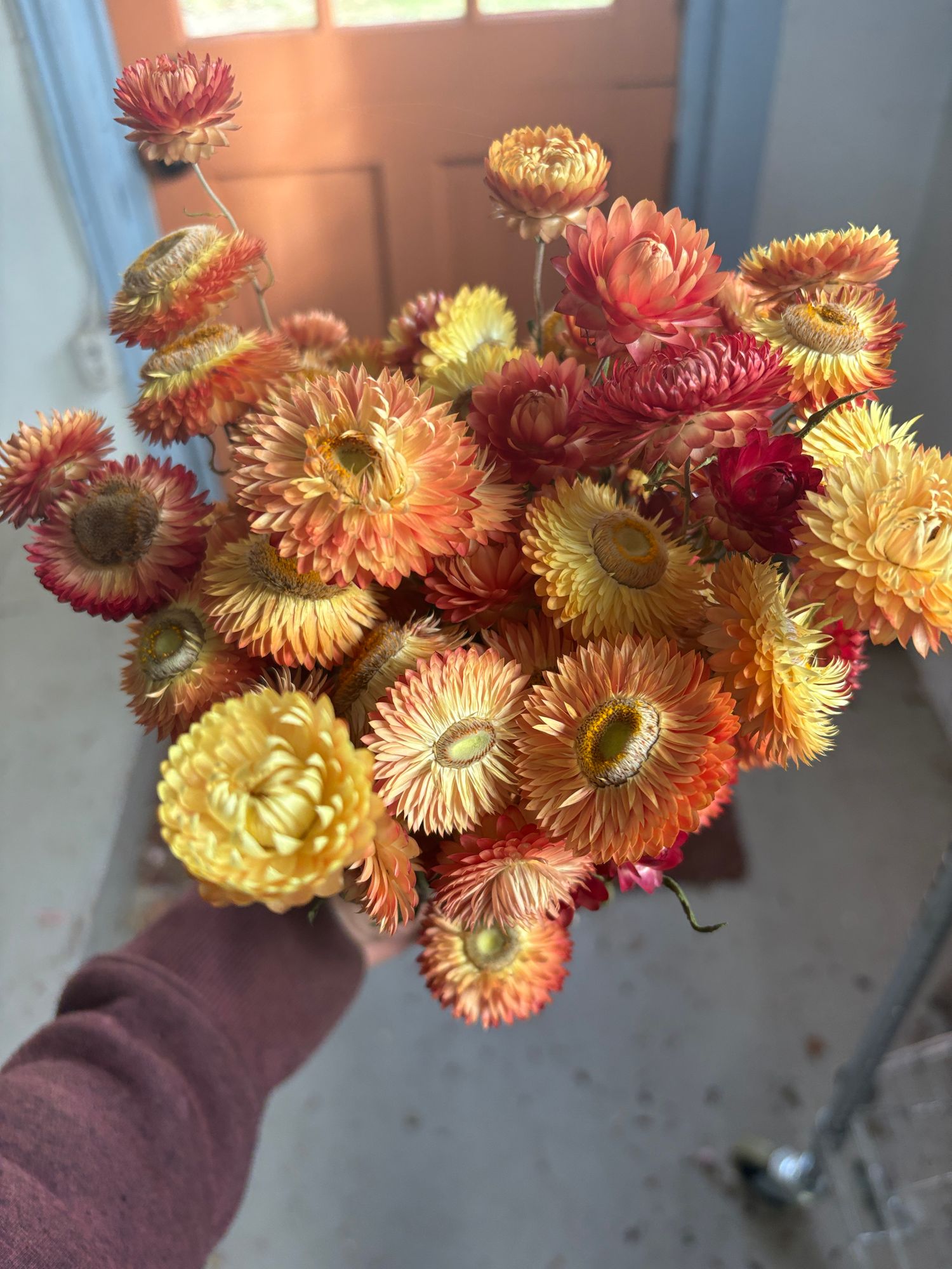 XEROCHRYSUM bracteatum Bright Rose