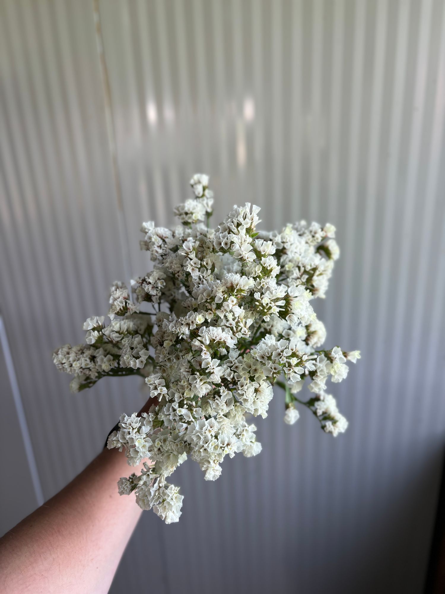 LIMONIUM sinuatum