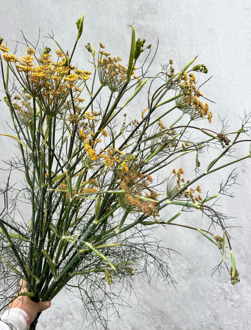 FOENICULUM vulgare