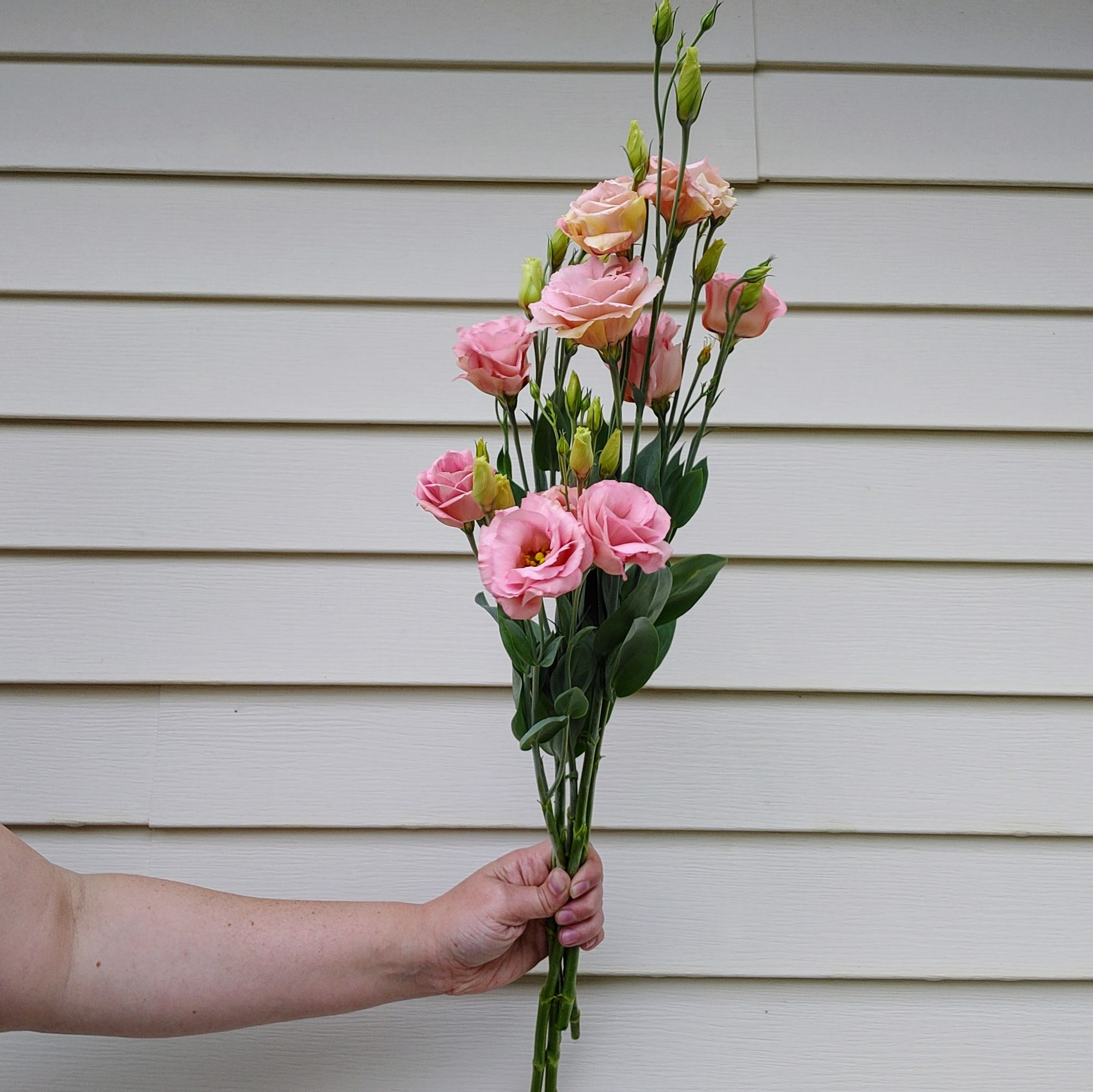 EUSTOMA grandiflorum Arena