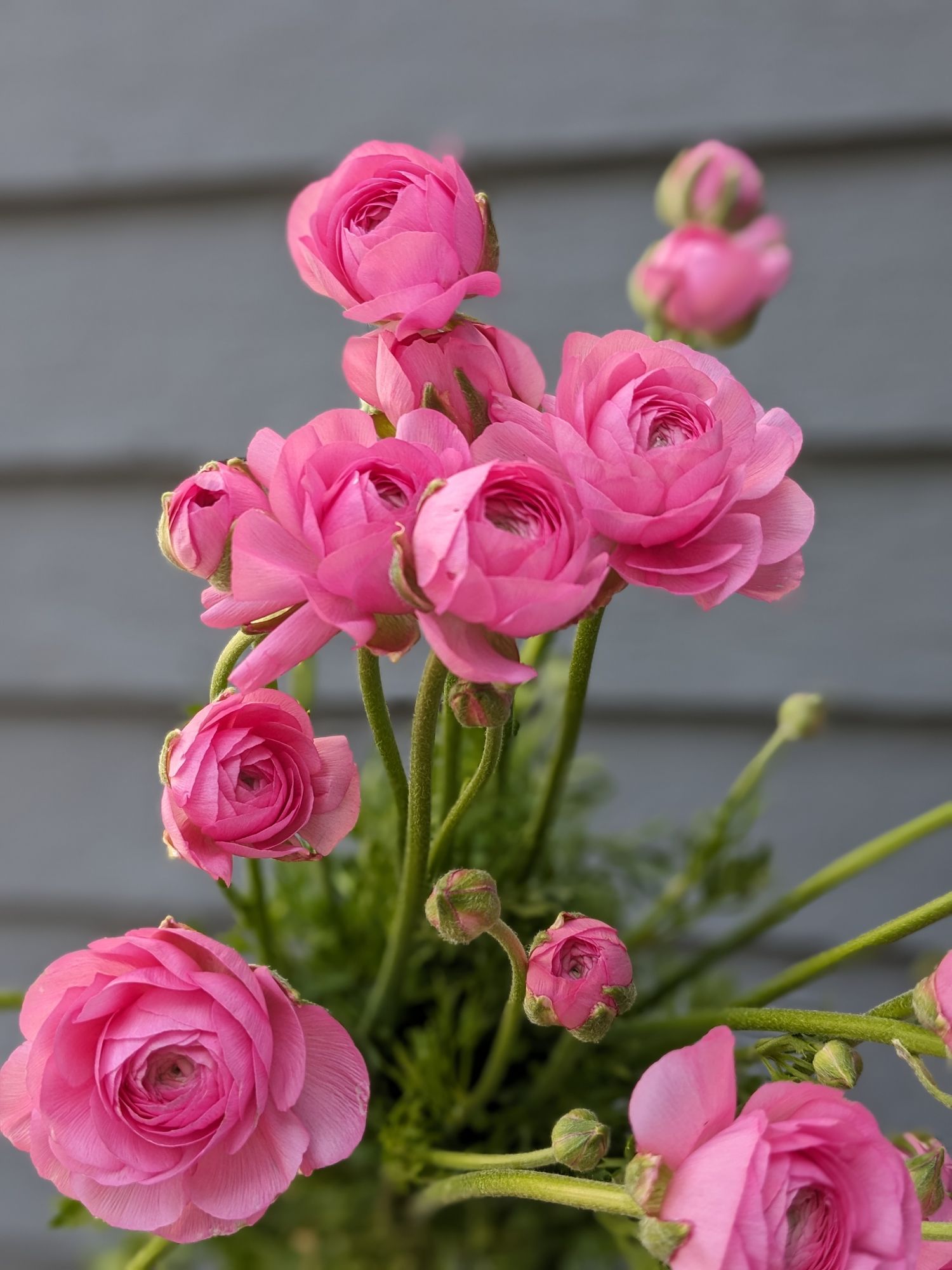 RANUNCULUS