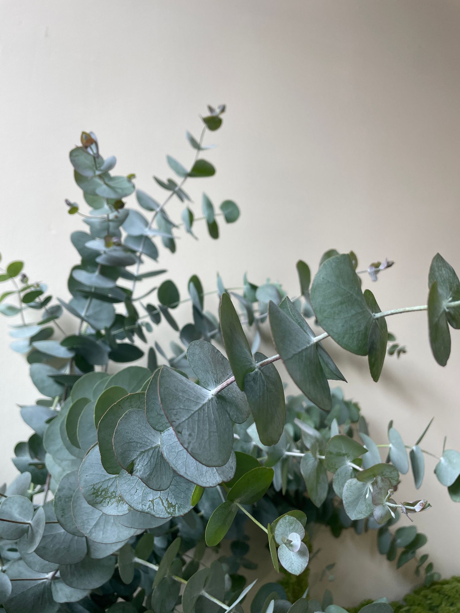 EUCALYPTUS