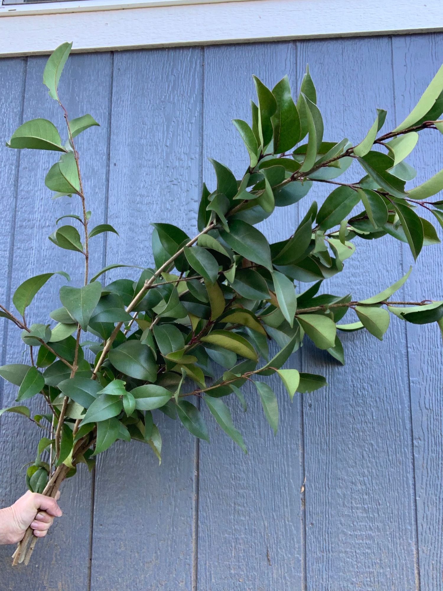 LIGUSTRUM