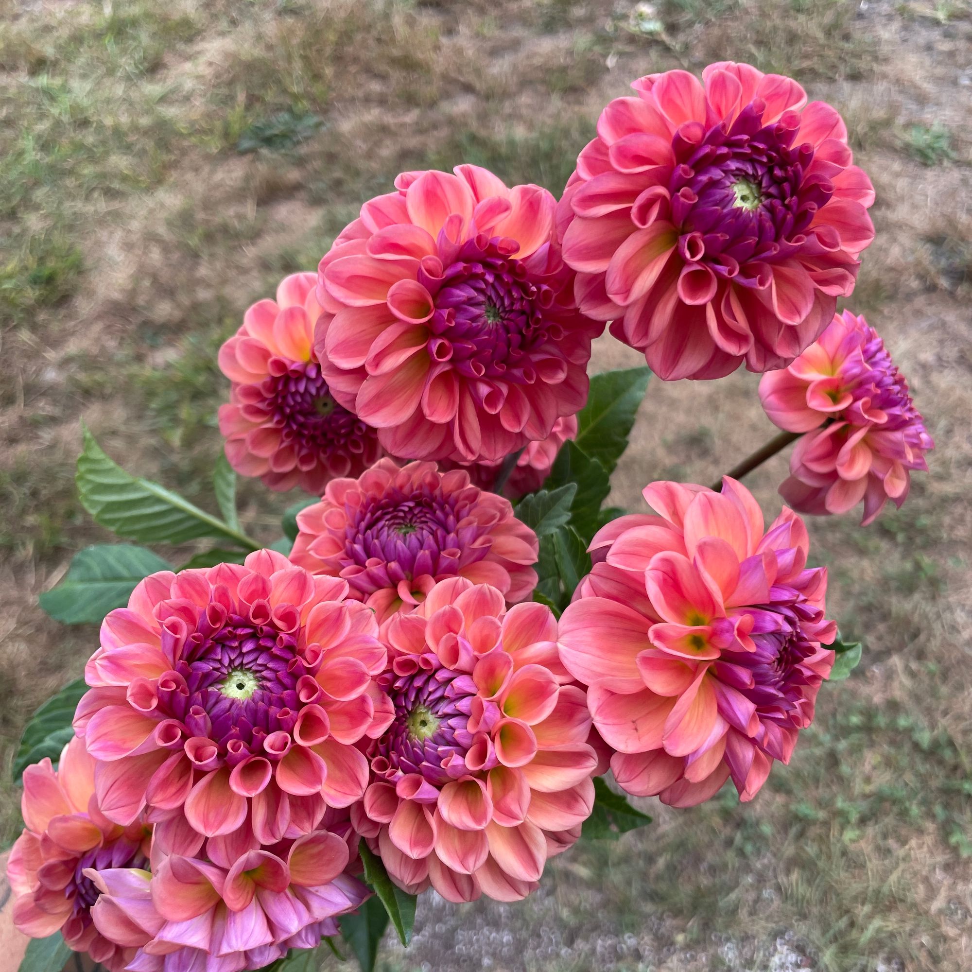 DAHLIA Chewy