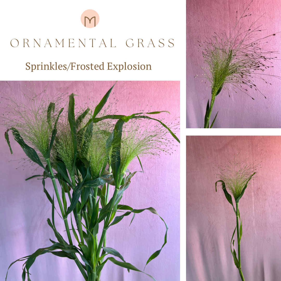 PANICUM elegans