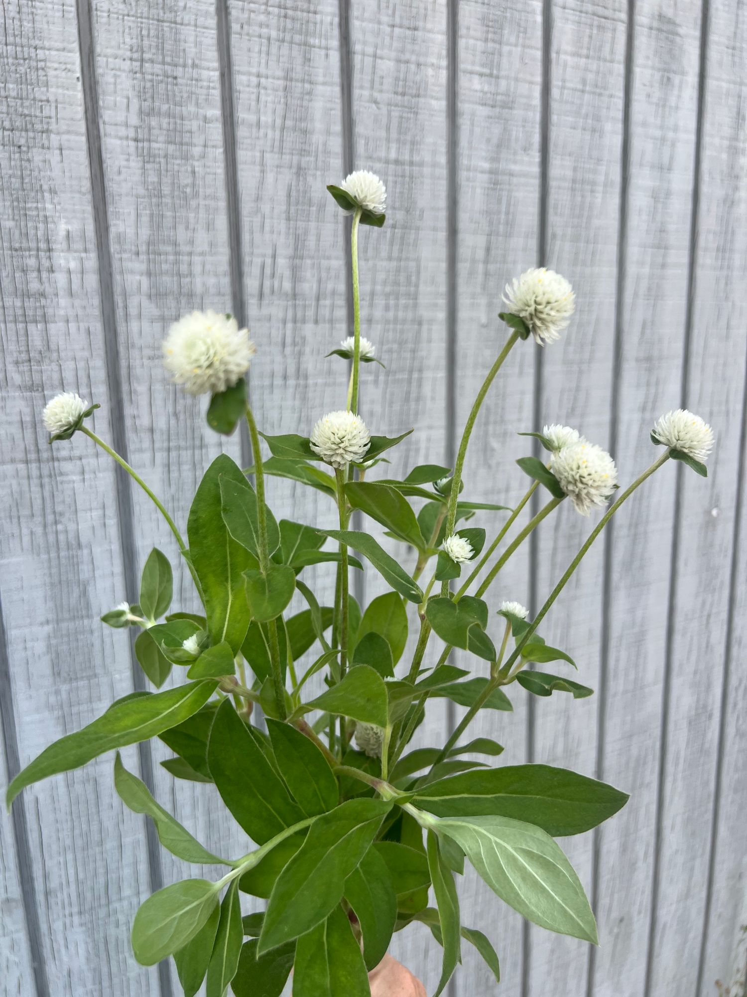 GOMPHRENA globosa QIS