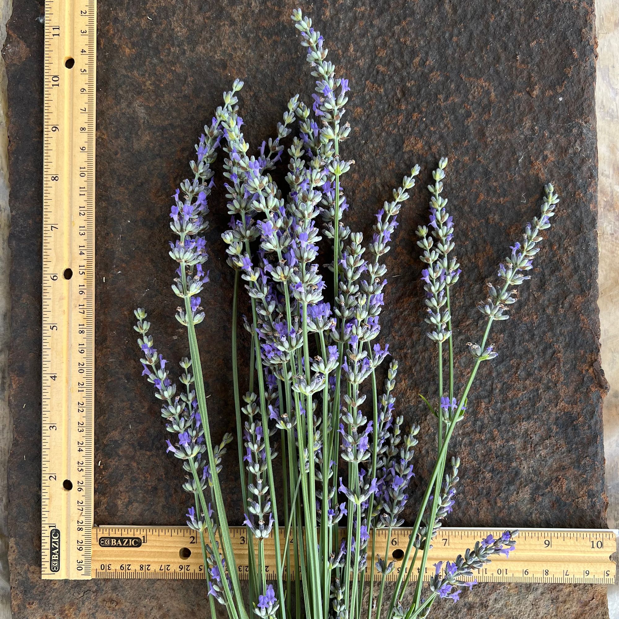 LAVANDULA