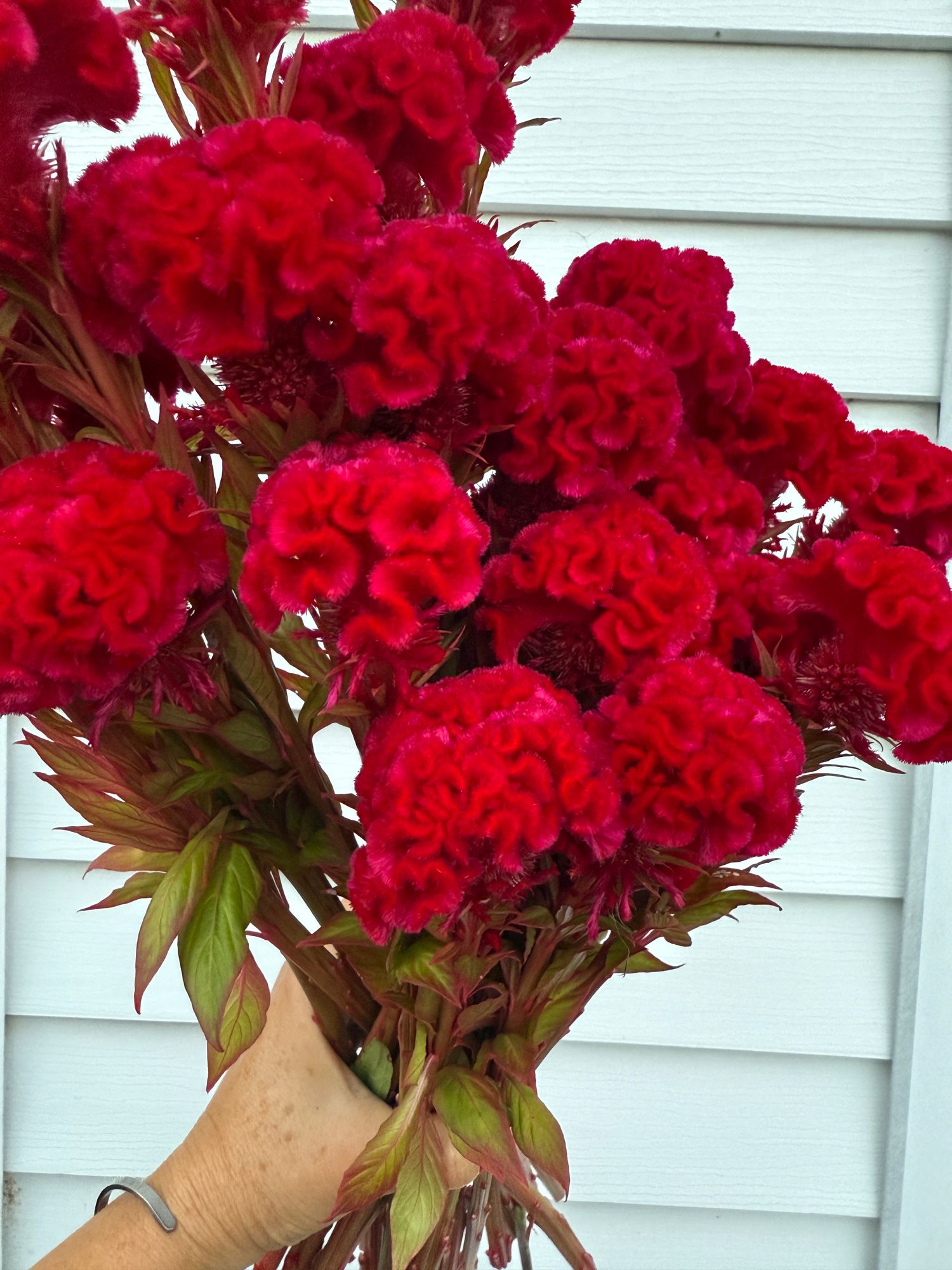 CELOSIA argentea var. cristata Chief Carmine